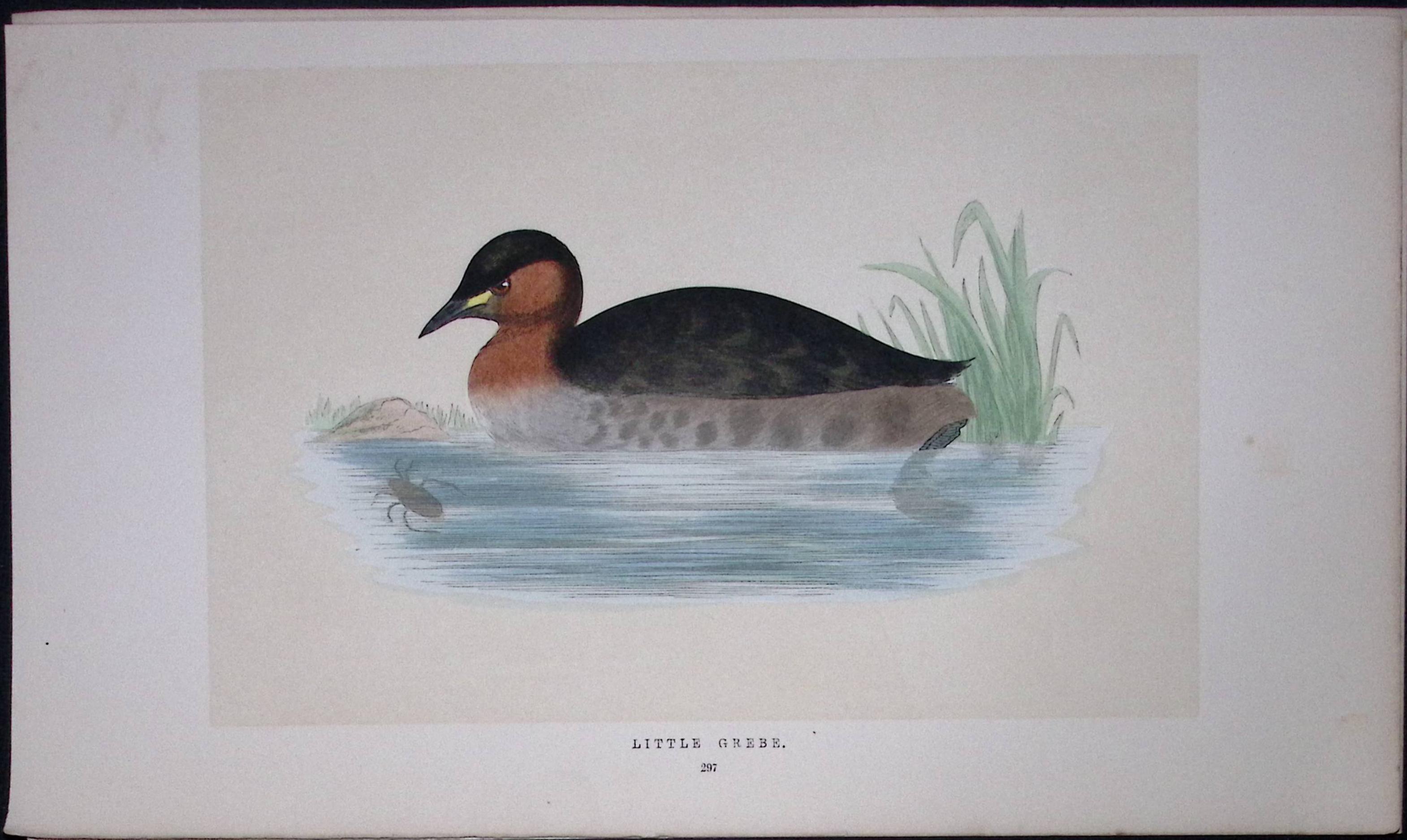 Little Grebe Bird- Rev Morris First Edition Antique Woodblock Engraving-107