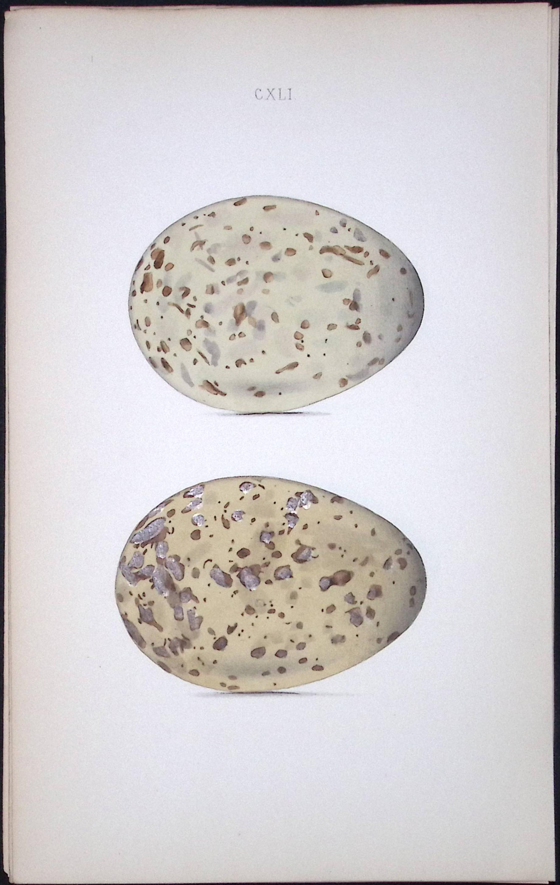 Black-Backed Gull-William Hewitson Antique Nests & Eggs of British Birds Print-99