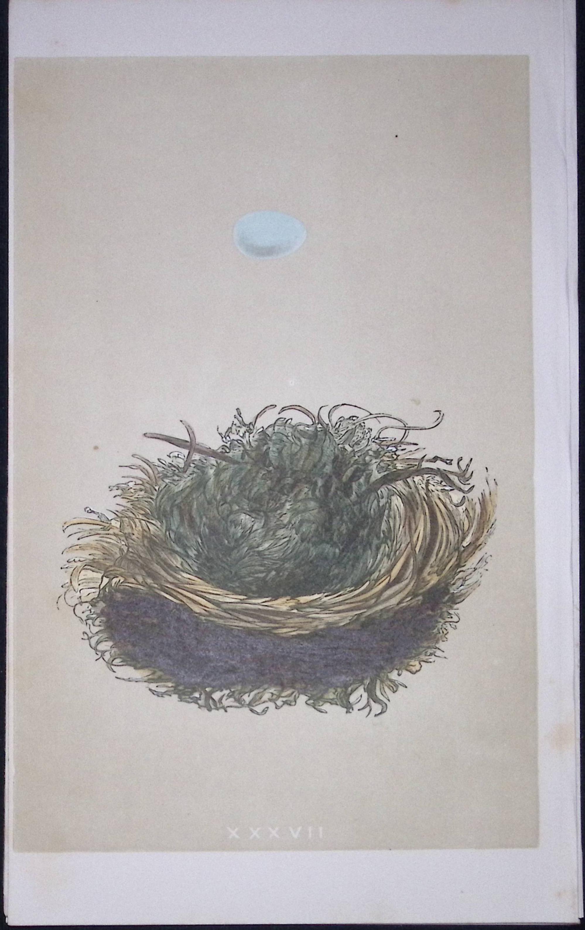 Rev Morris Pied Flycatcher Bird Nest & Egg Antique Woodblock Engraving-10