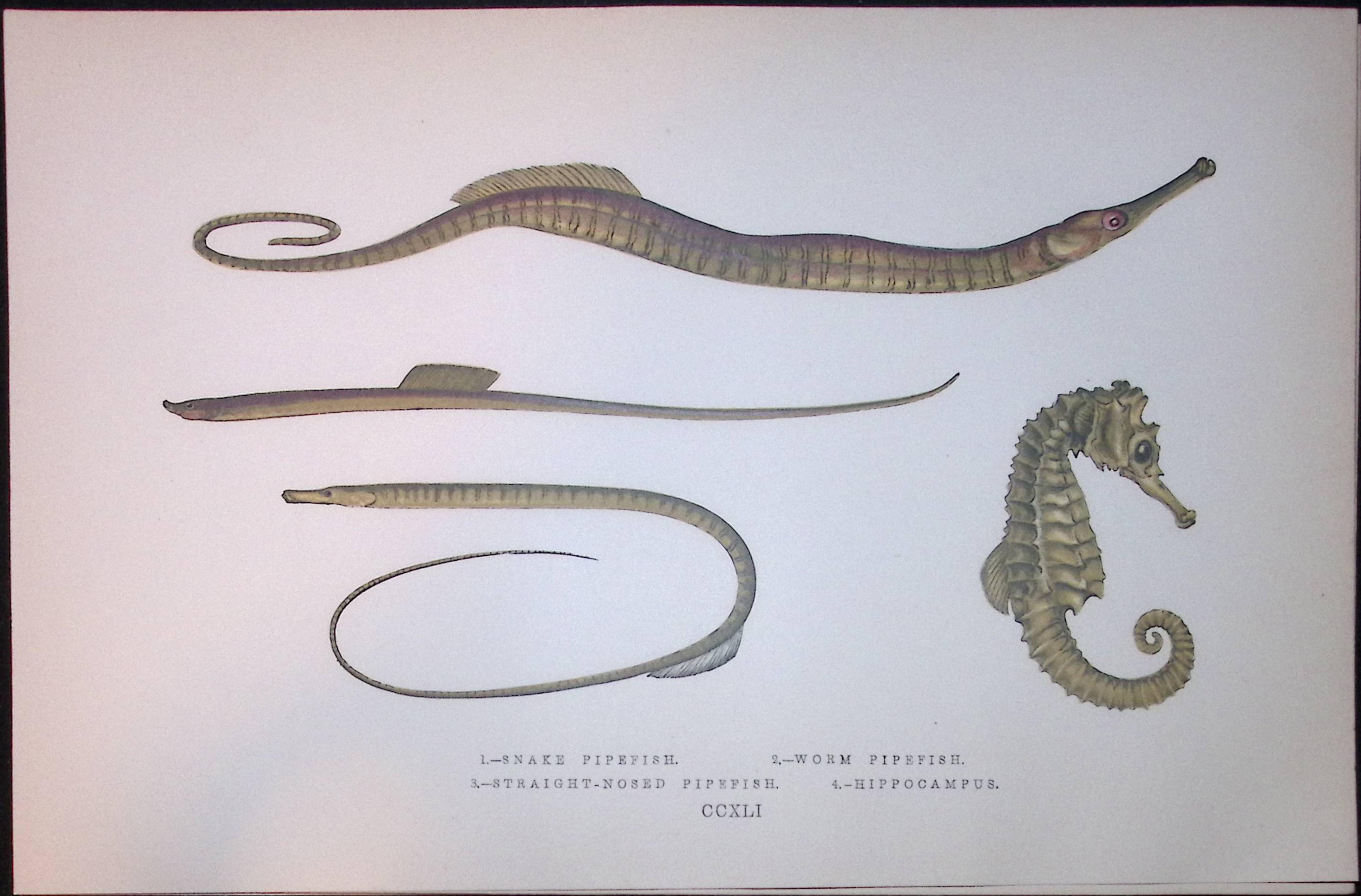 Various Pipefish Scarce Antique 1877 J. Couch Woodblock Engraving-151