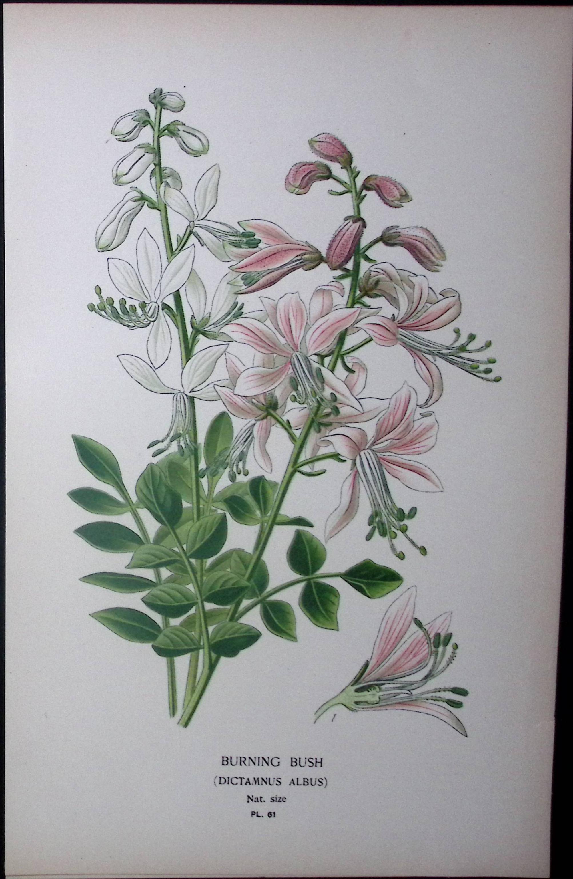 Burning Bush  Edward Step Rare Antique Botanical Book Plate-61