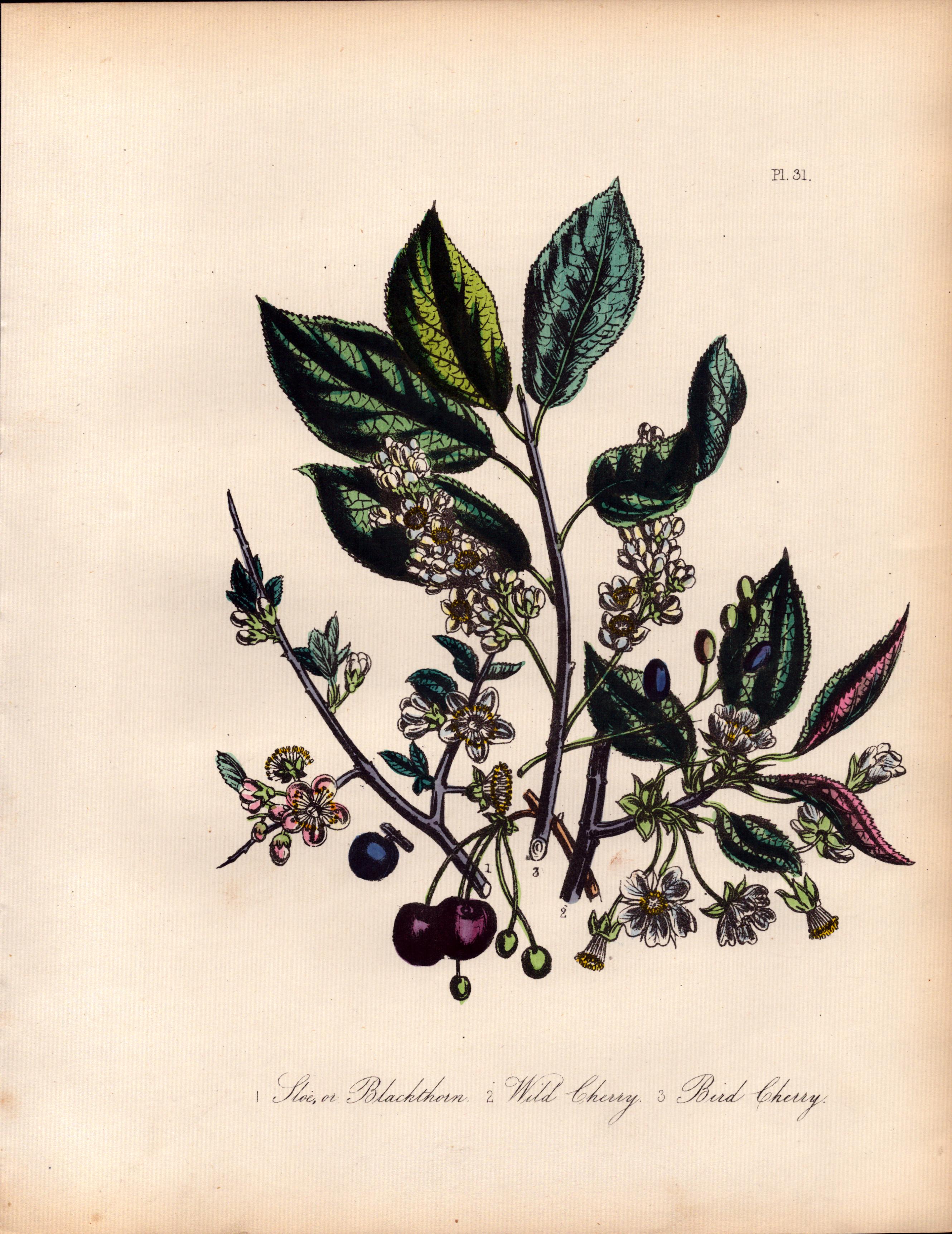 Rare 165-Yr-Old Antique Wildflower Gilt-Edged Illustration Jane Webb Loudon-31.