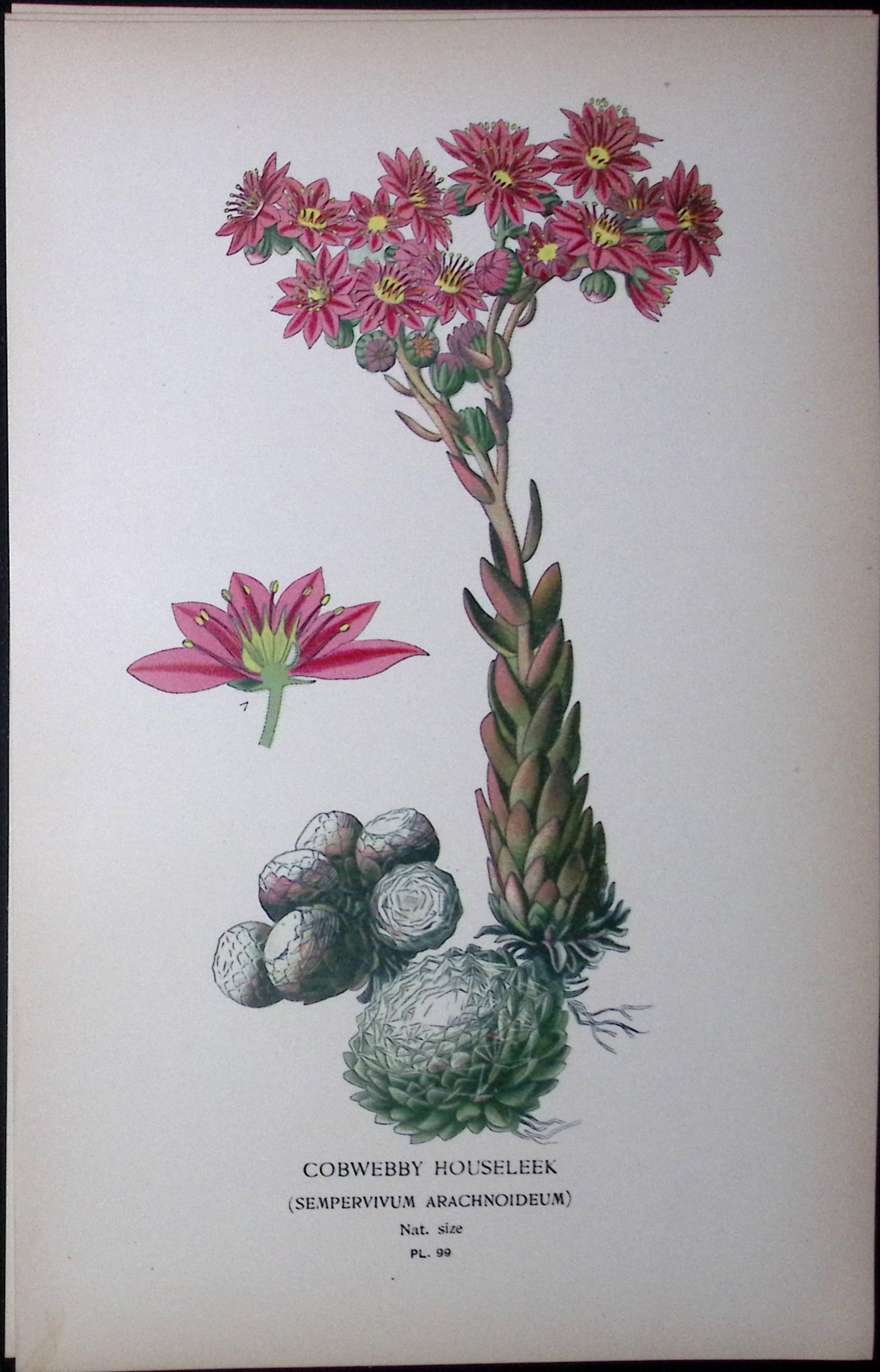 Cobwebby Houseleek Edward Step Rare Antique Botanical Book Plate-99