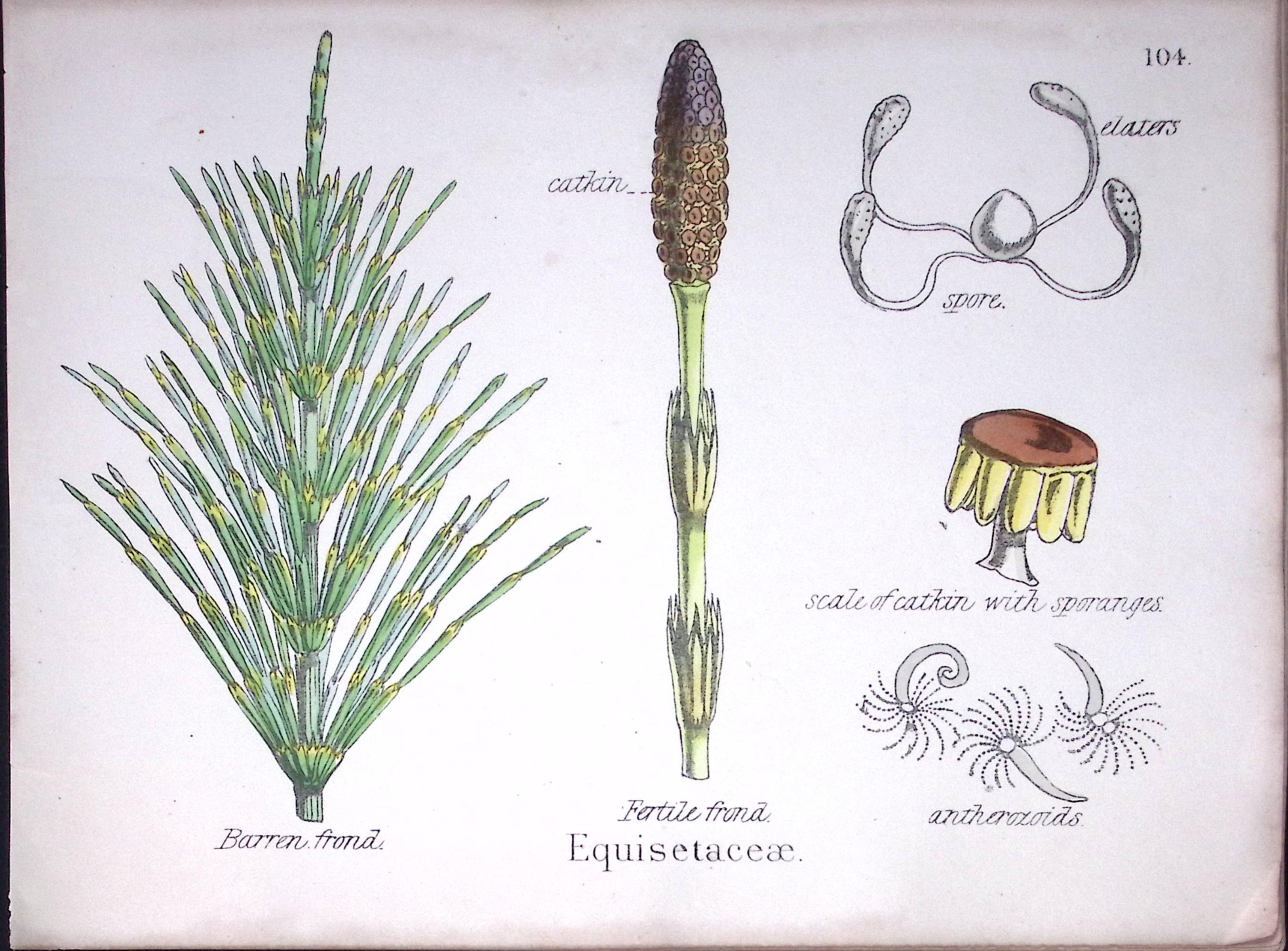 Horsetail Family Botanical Flower Diagram Rare Antique First Edition Illustration-104