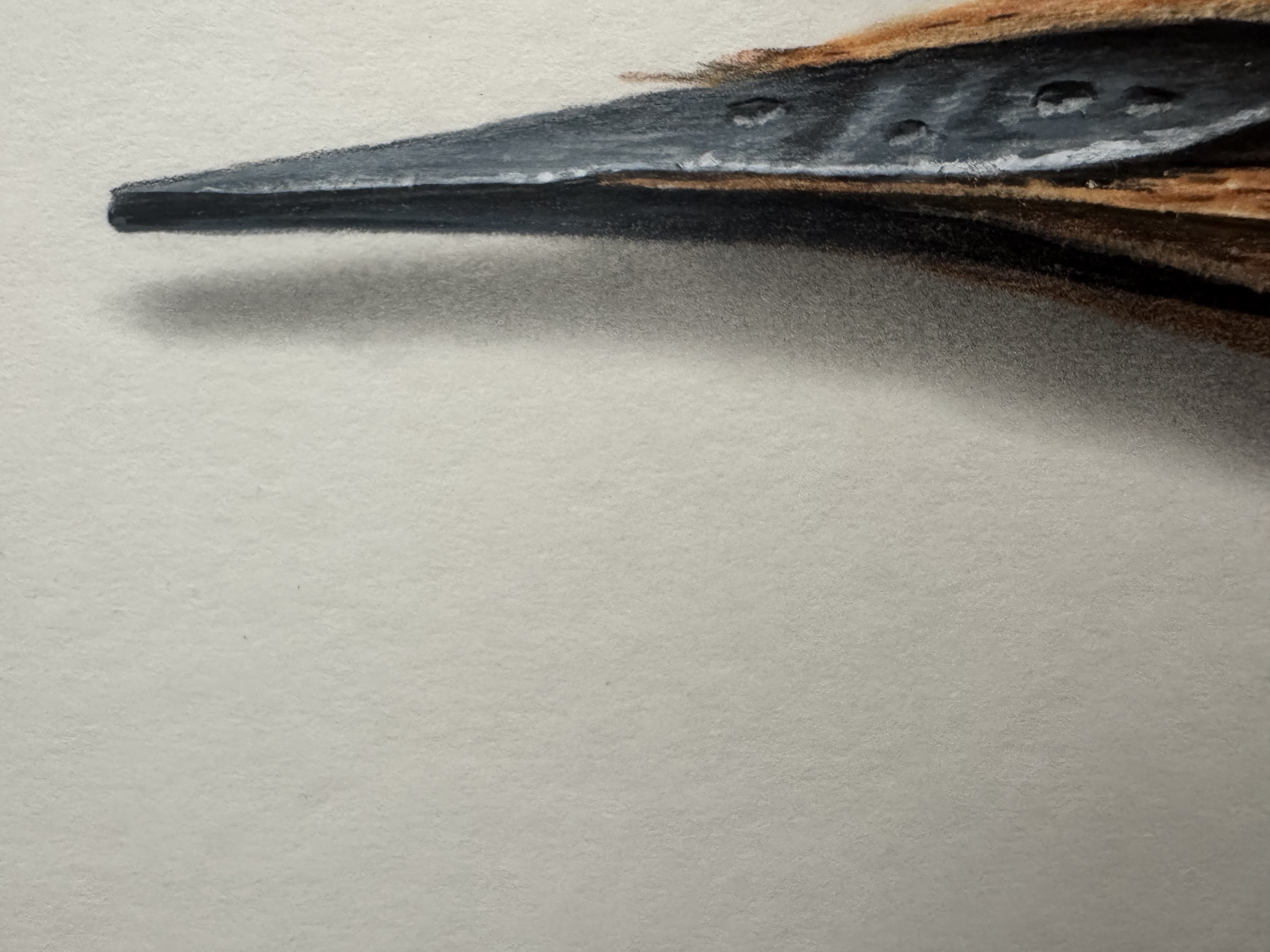 Jamie Eade - Staedtler Pencil - Original Colour Pencil Drawing On Museum Board.