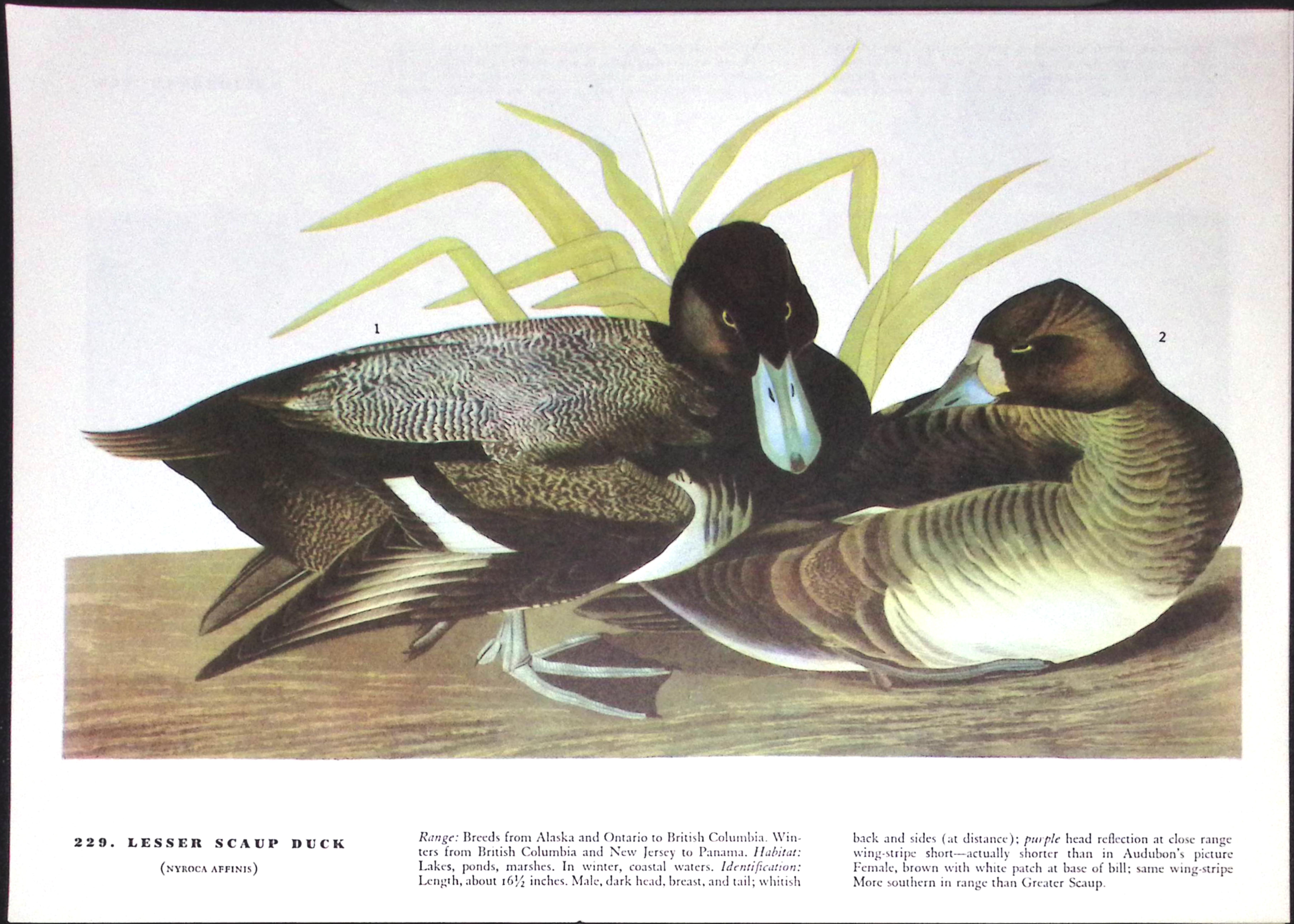 Job-Lot John James Audubon Birds of America 72-Year-Old Coloured Book Plates-28