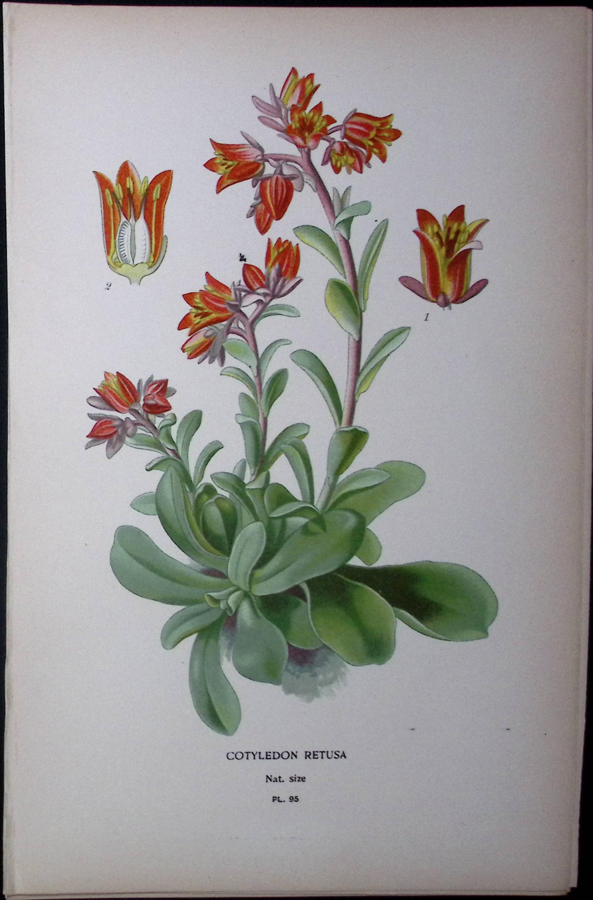 Cotyledon Retusa Flower Edward Step Rare Antique Botanical Book Plate-95