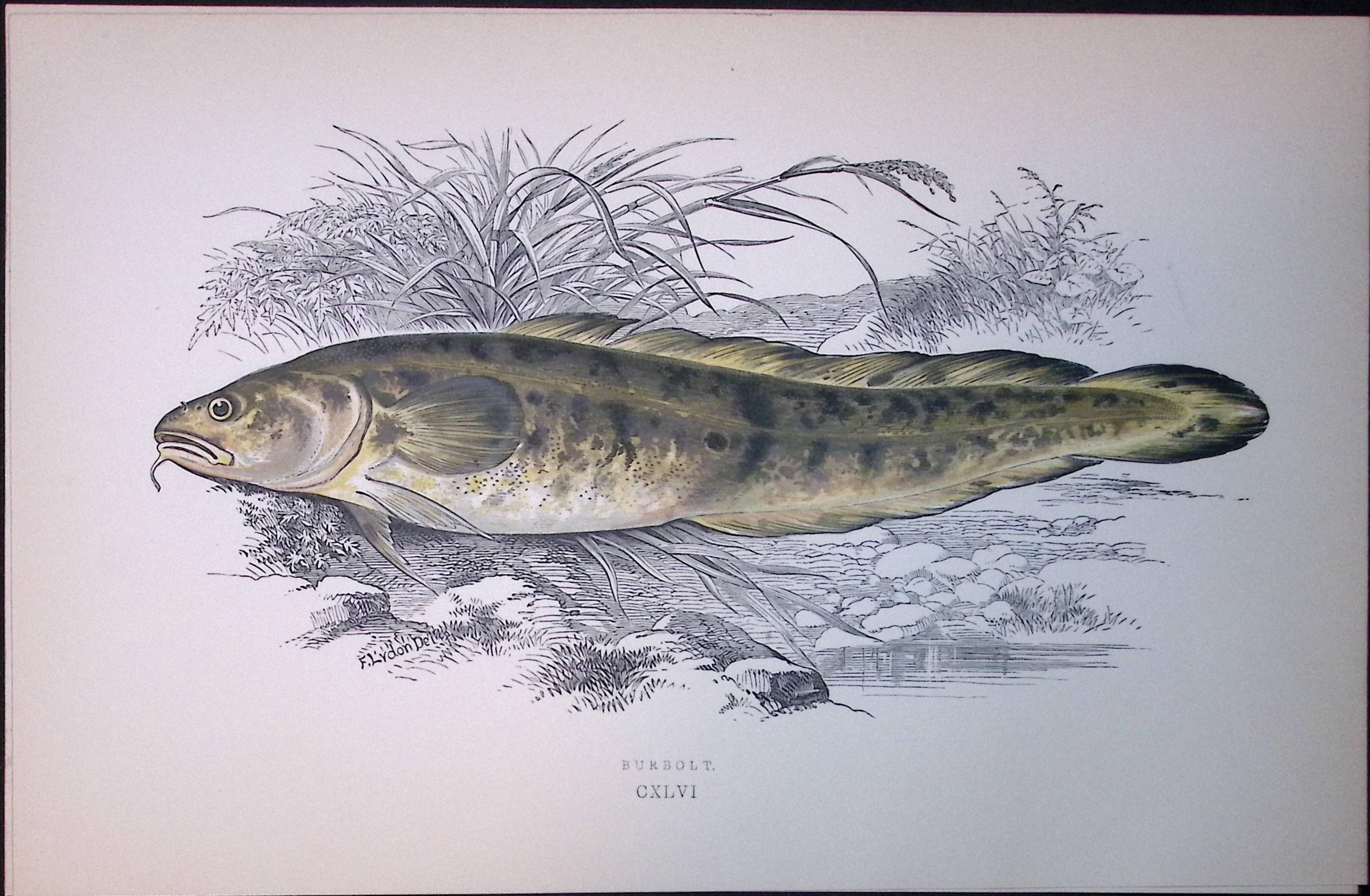 Burbolt Fish Scarce Antique 1877 J. Couch Woodblock Engraving-196