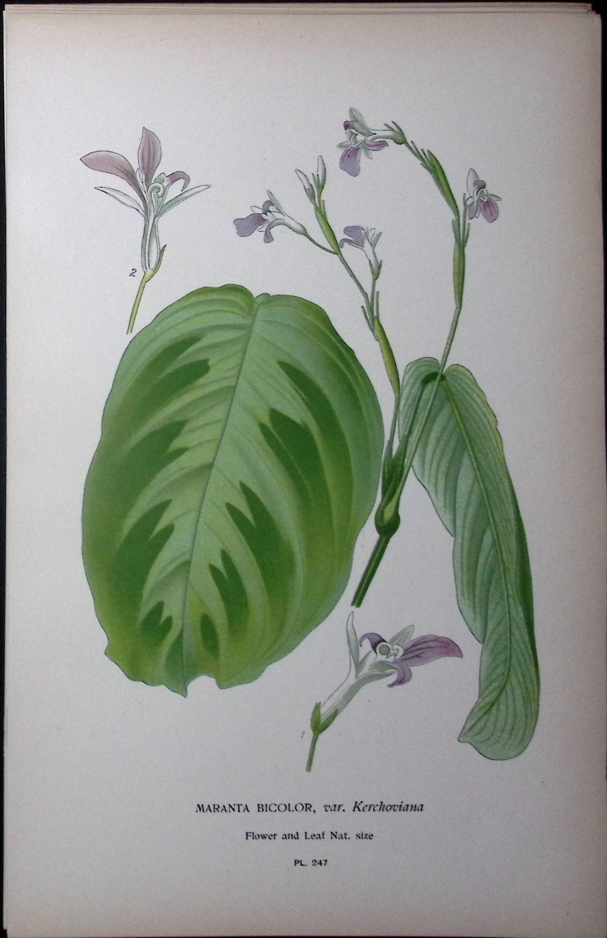 The Prayer Plant Edward Step Rare Antique Botanical Book Plate-247