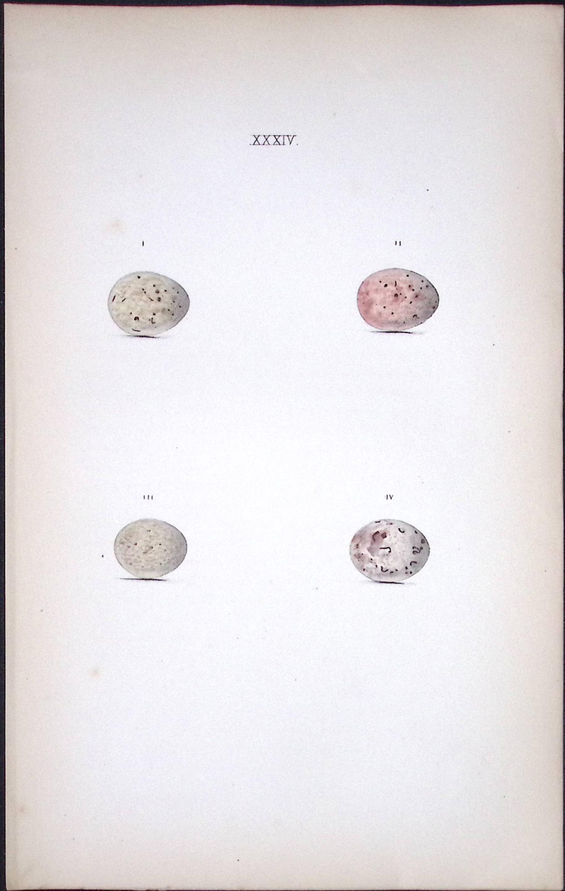 Blackcap Species Hewitson Antique Nests & Eggs of British Birds Print-22