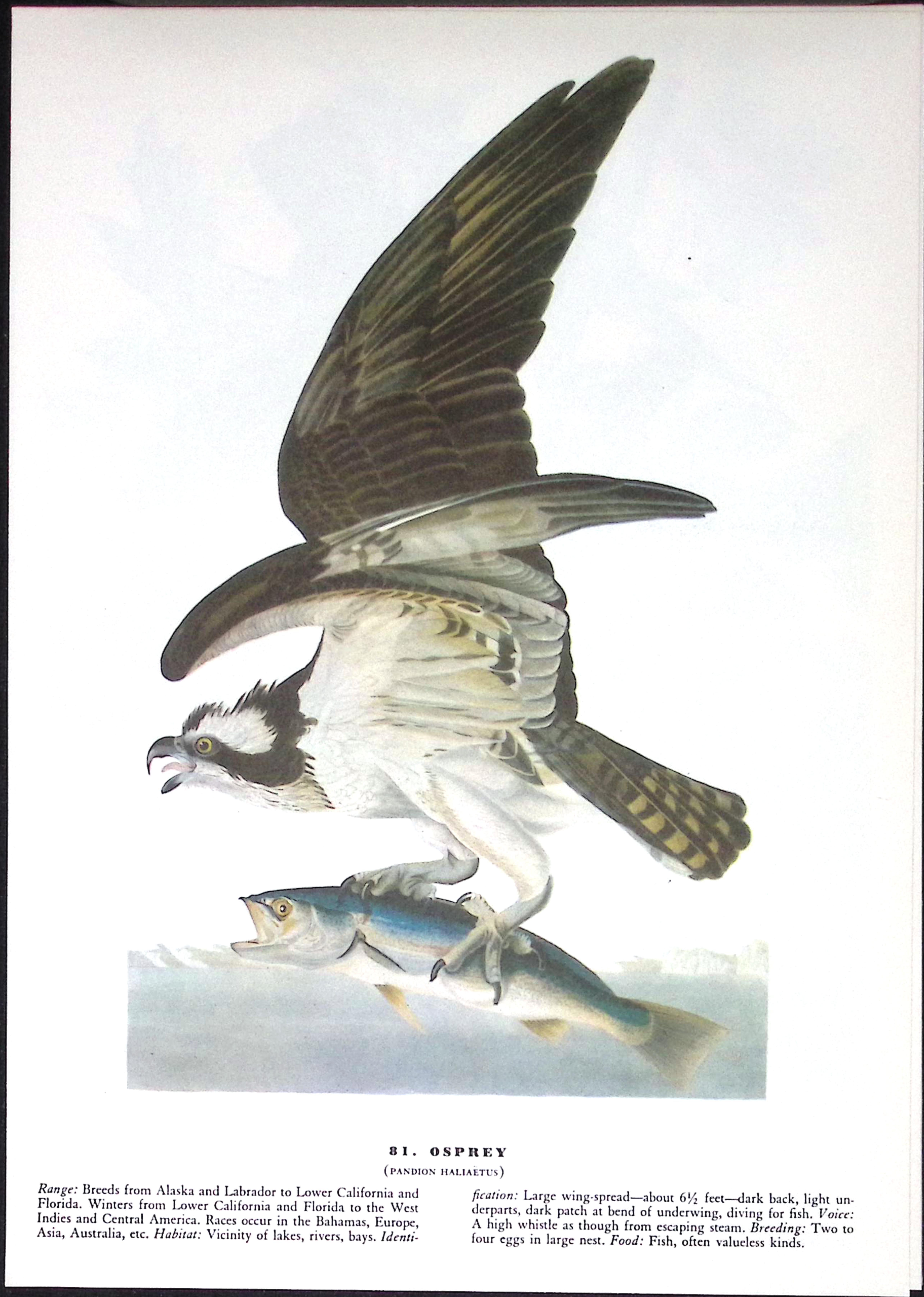 Job-Lot John James Audubon Birds of America 72-Year-Old Coloured Book Plates-21