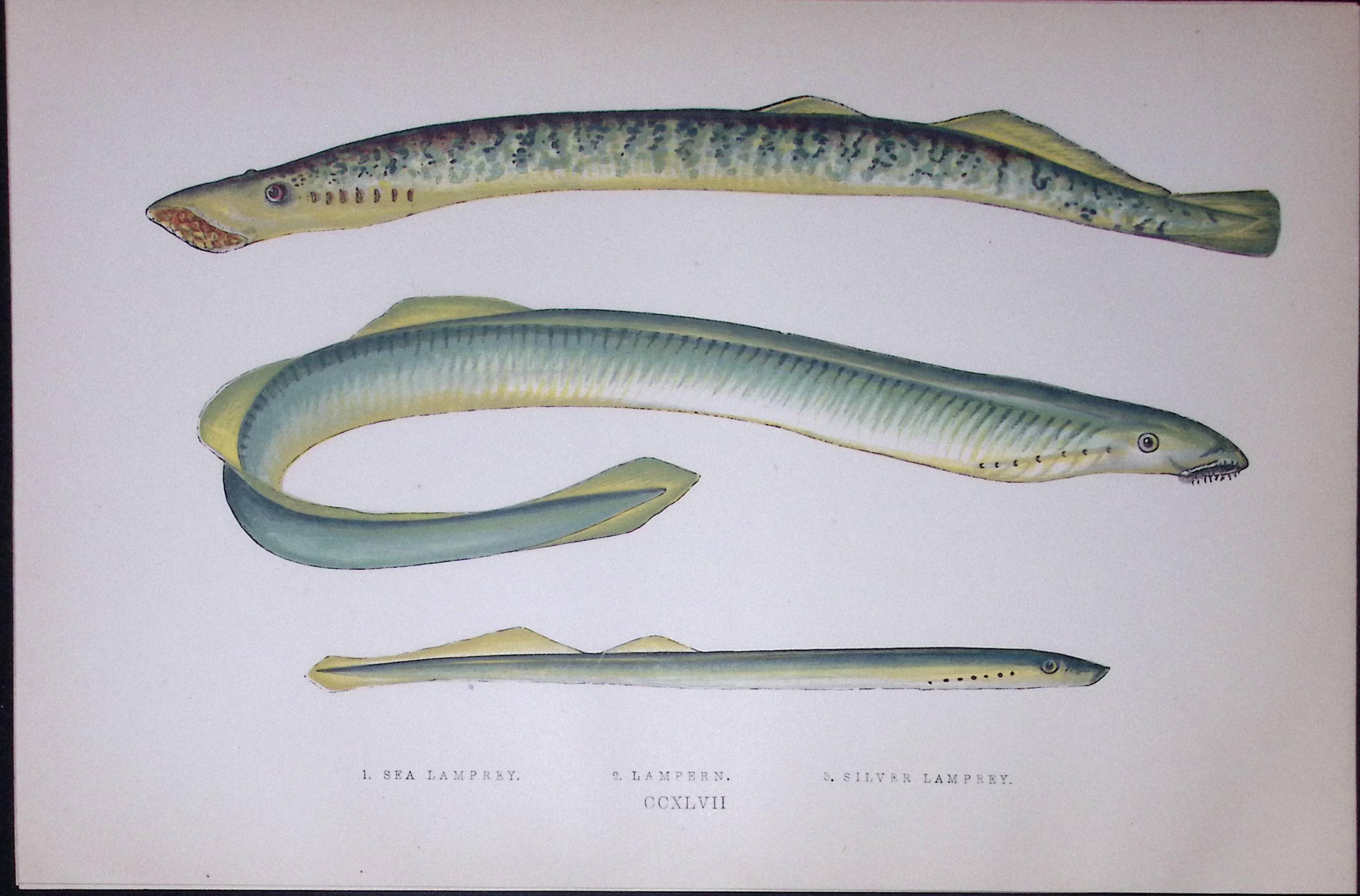 Sea & Silver Lamprey Scarce Antique 1877 J. Couch Woodblock Engraving-157