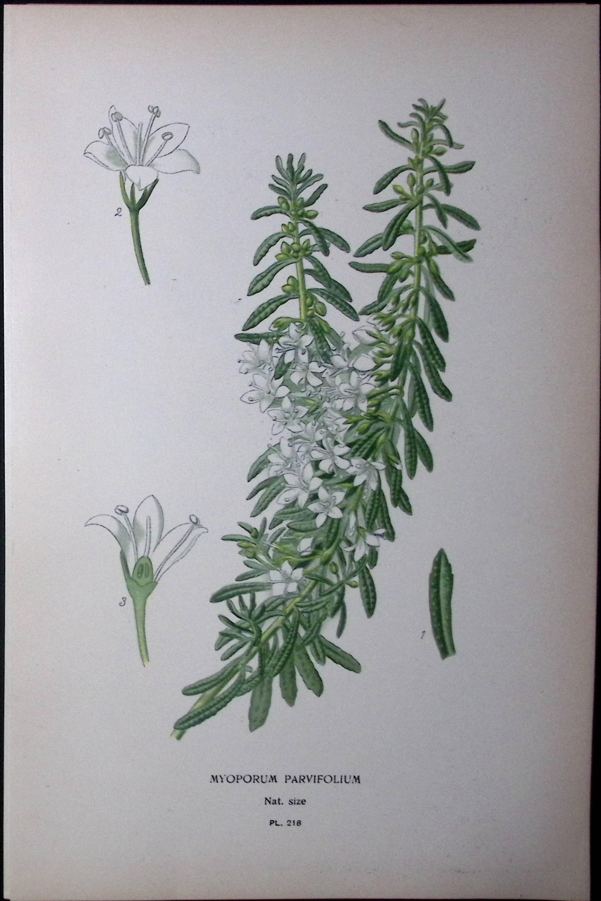 Creeping Boobialla Edward Step Rare Antique Botanical Book Plate-218