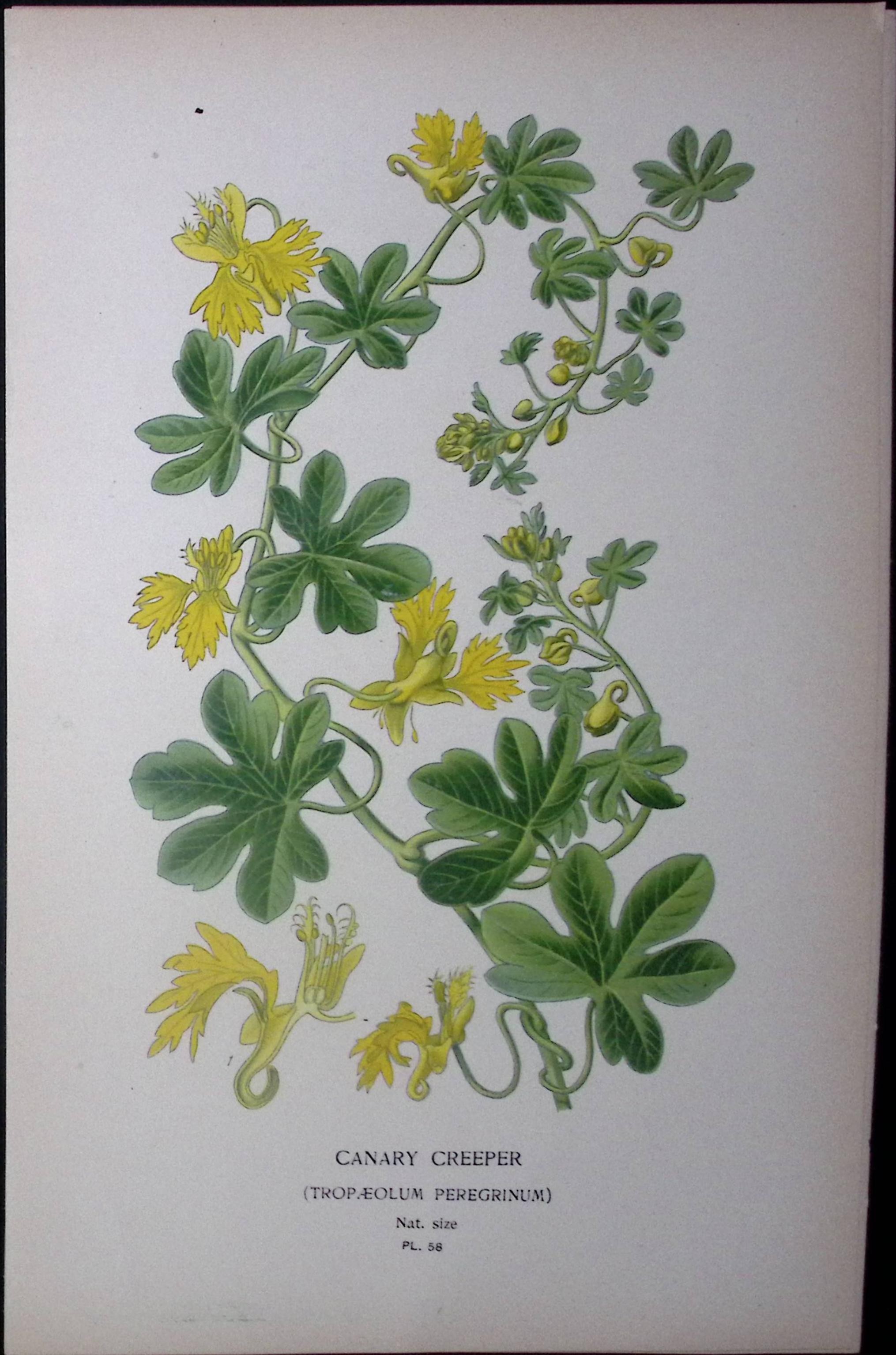 Canary Creeper Edward Step Rare Antique Botanical Book Plate-58