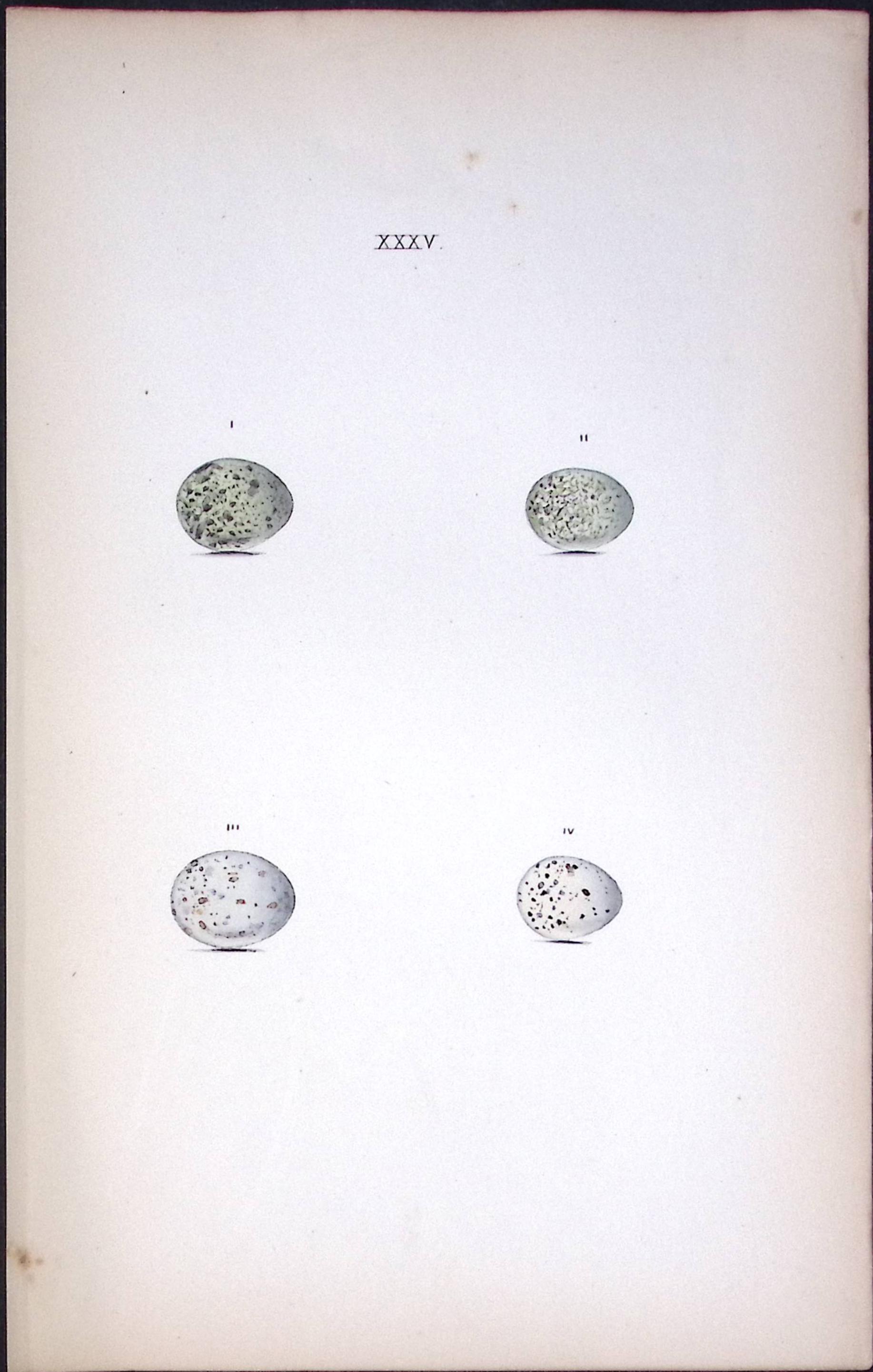 Whitethroat- William  Hewitson Antique Nests & Eggs of British Birds Print-21