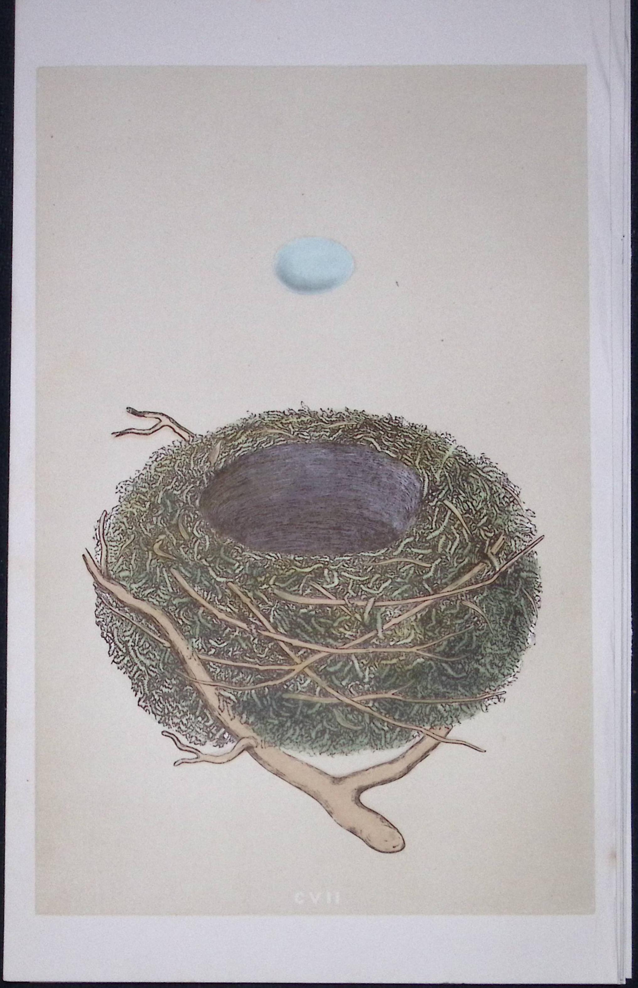 Rev Morris Dunnock Bird Nest & Egg Antique Woodblock Engraving-37