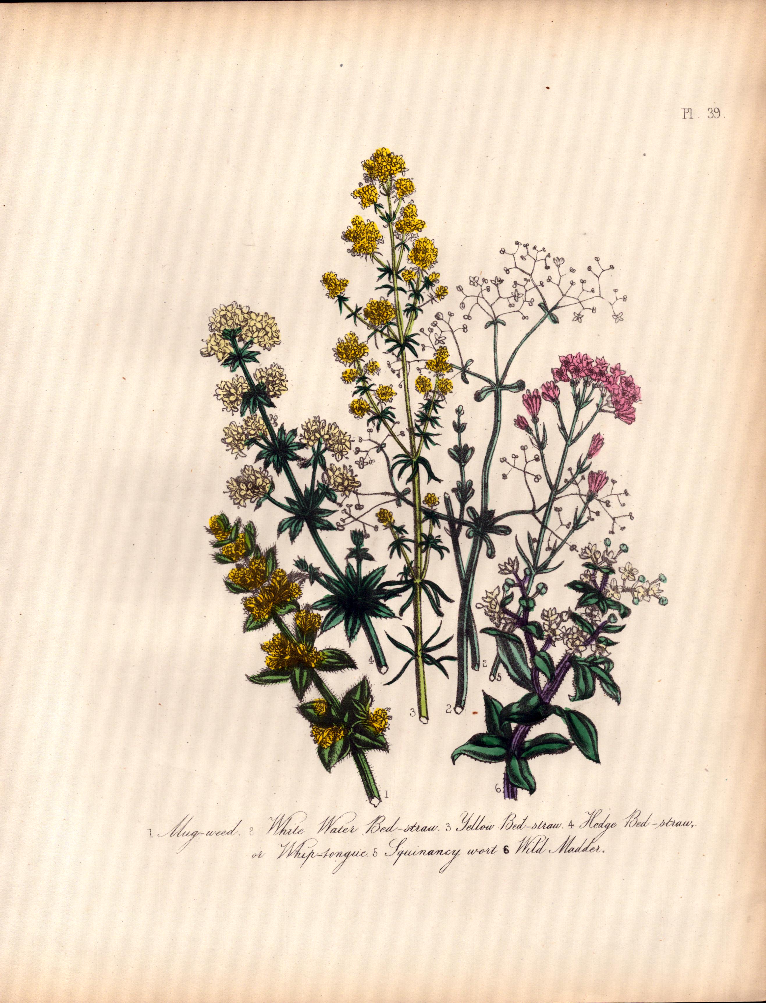 Rare 165-Yr-Old Antique Wildflower Gilt-Edged Illustration Jane Webb Loudon-39.