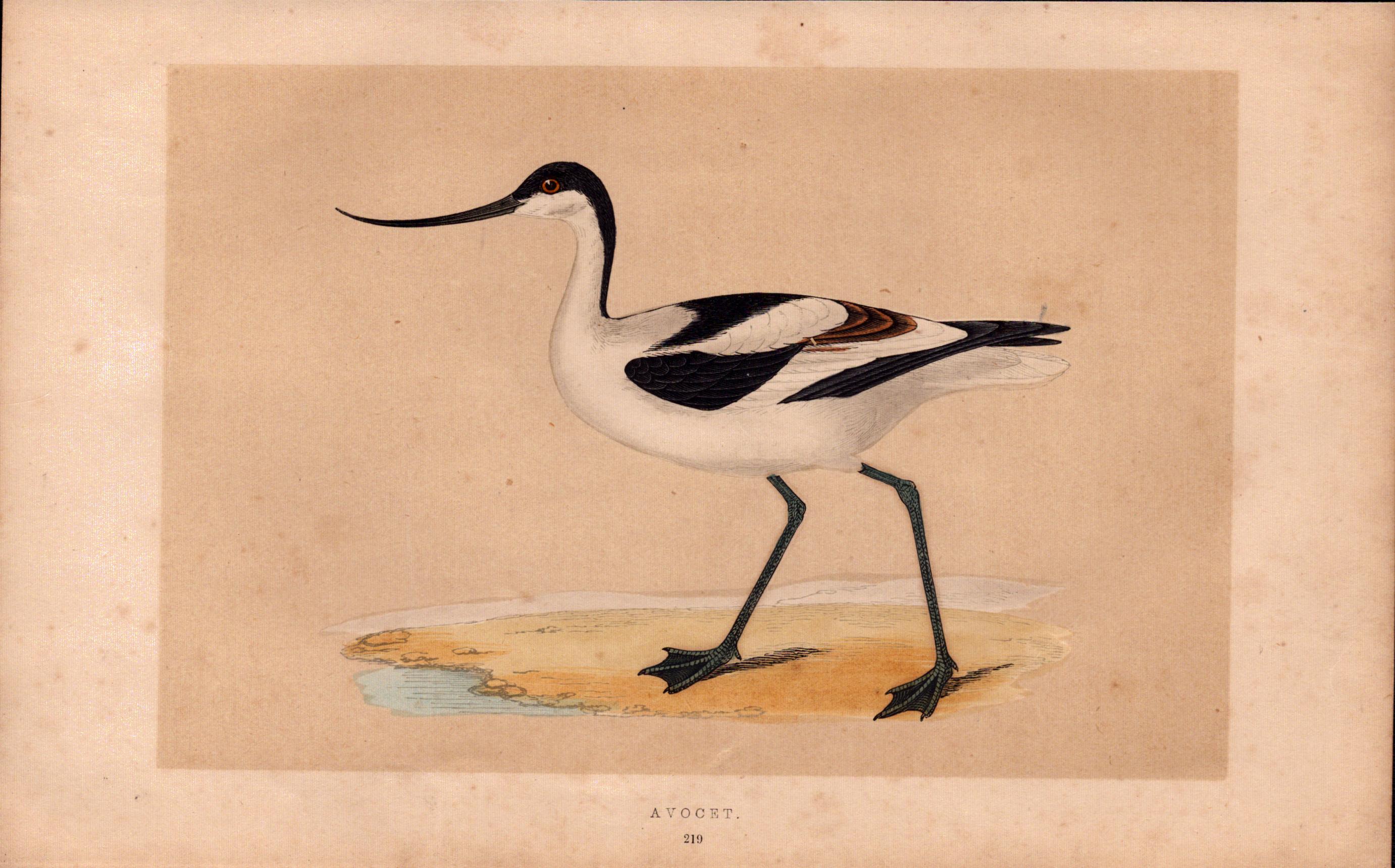 Avocet  Rev Morris Antique History of British Birds Engraving.