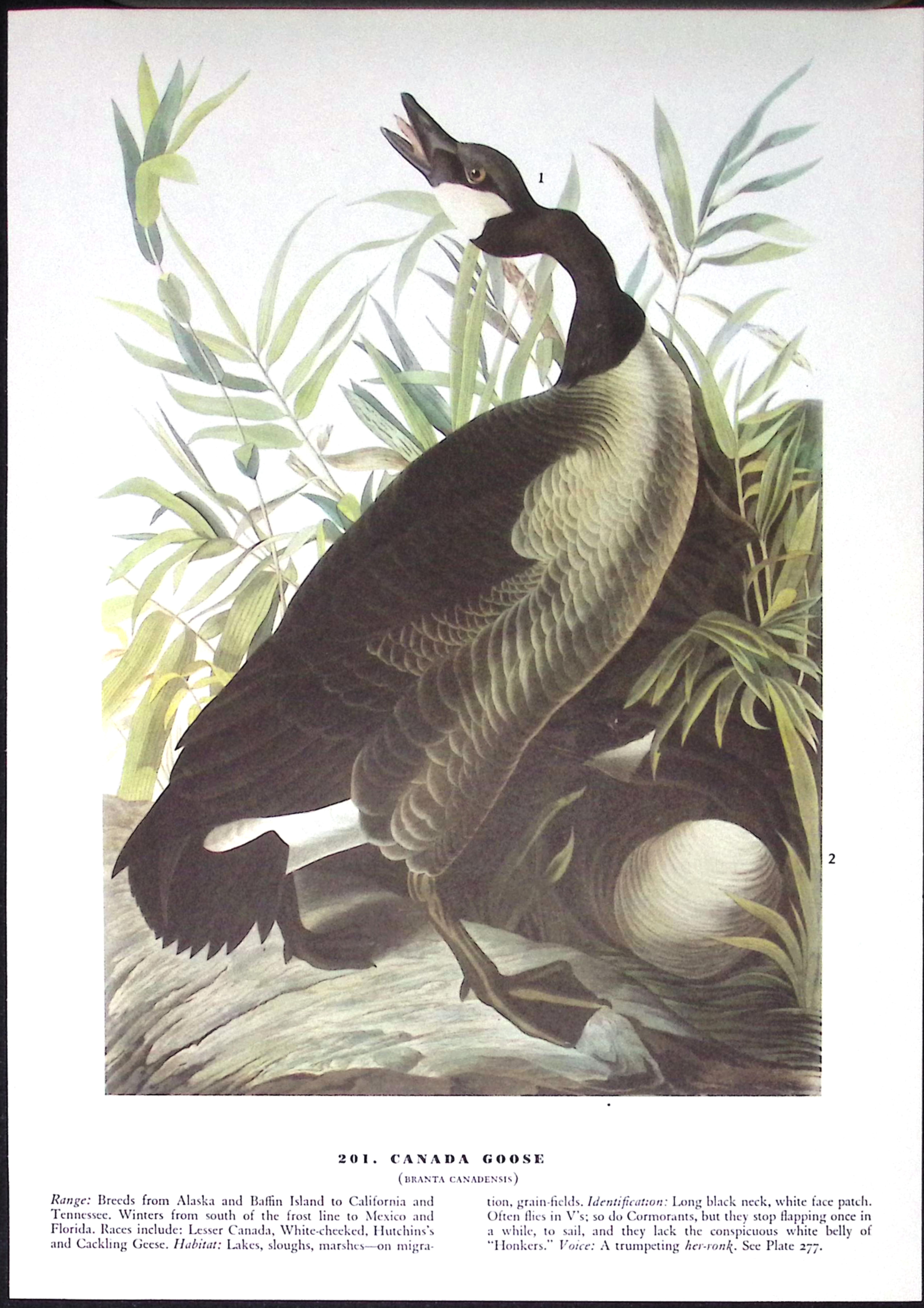 Job-Lot John James Audubon Birds of America 72-Year-Old Coloured Book Plates-30