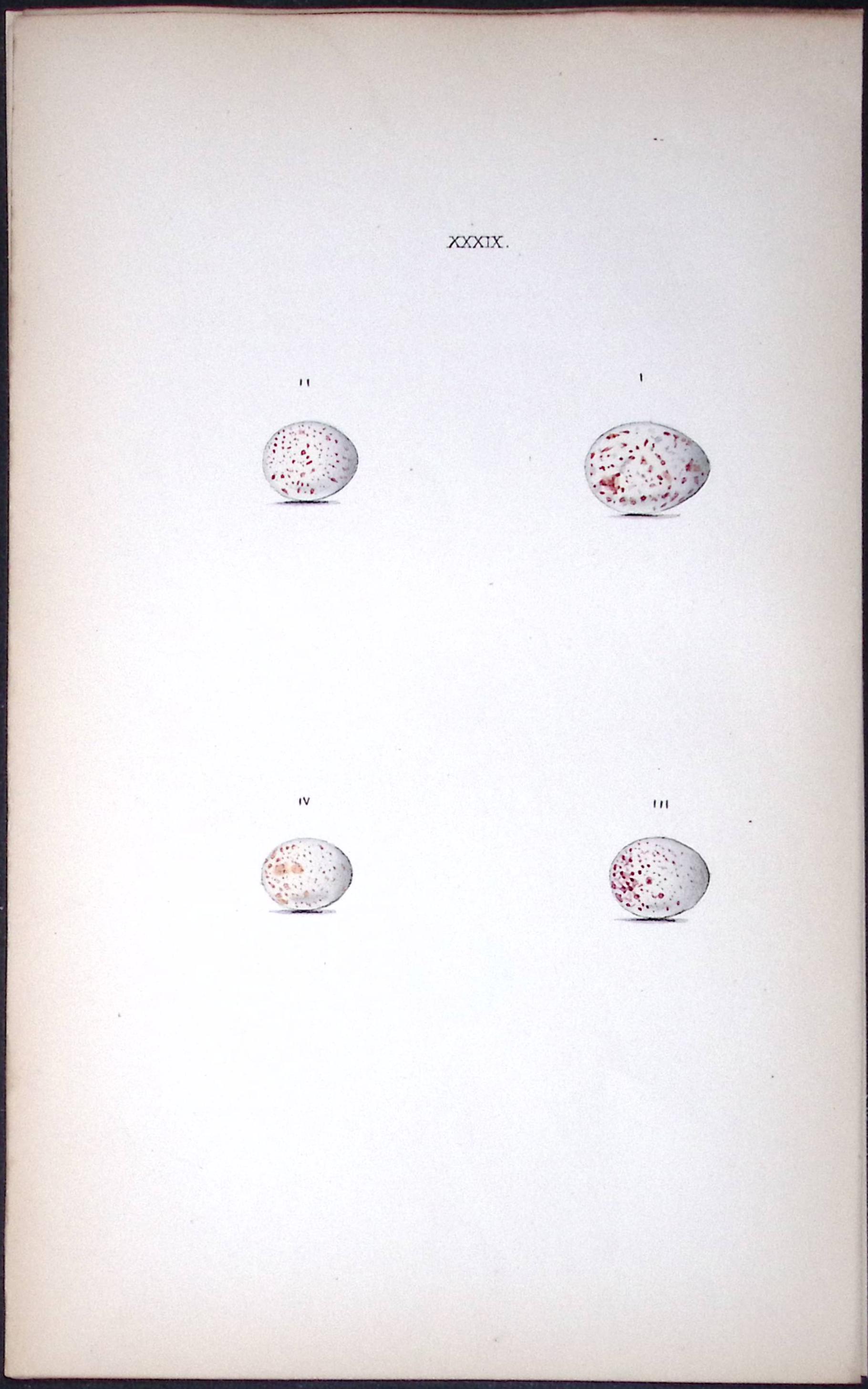 Great Titmouse William Hewitson Antique Nests & Eggs of British Birds Print-74