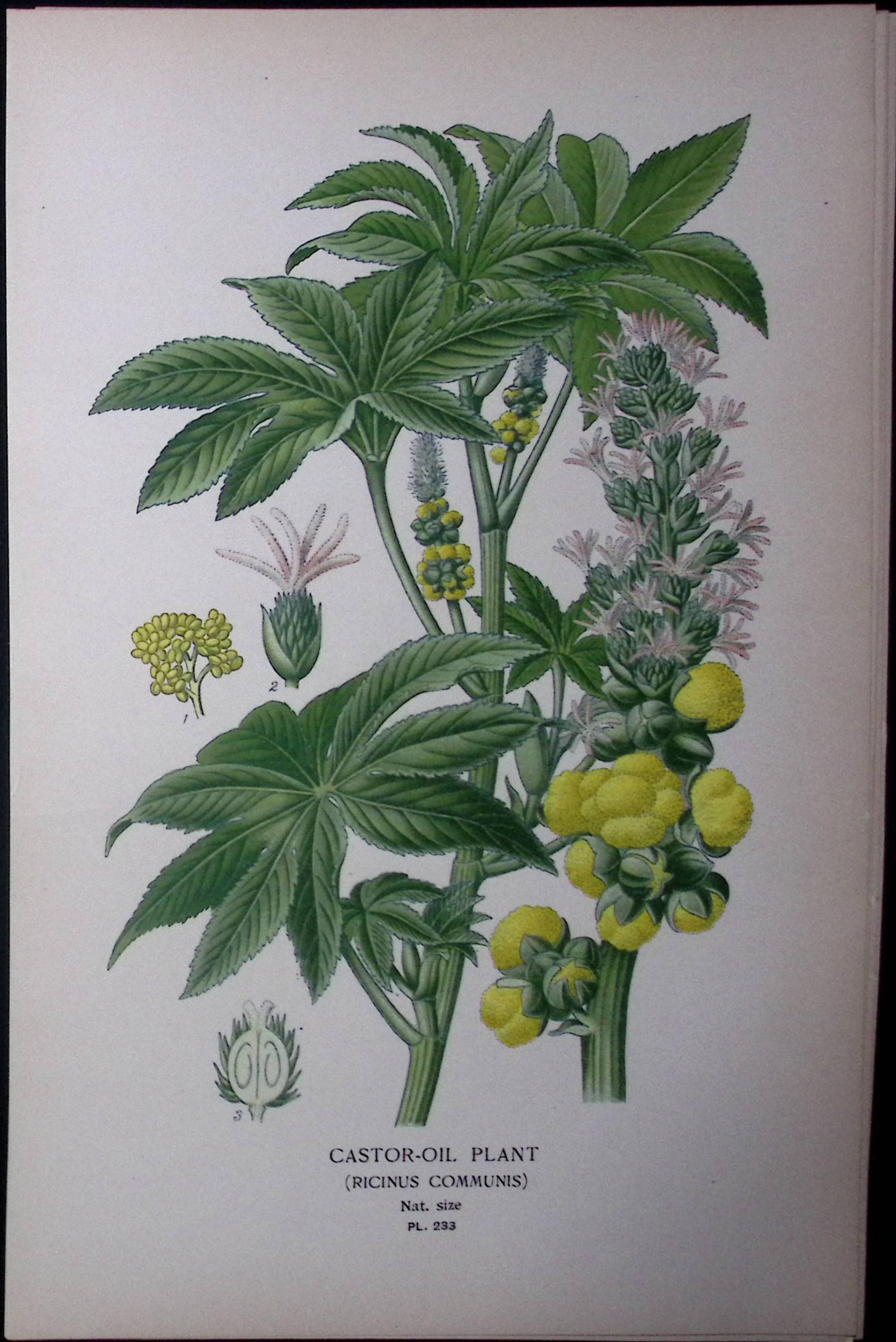 Castor-Oil Plant Edward Step Rare Antique Botanical Book Plate-233