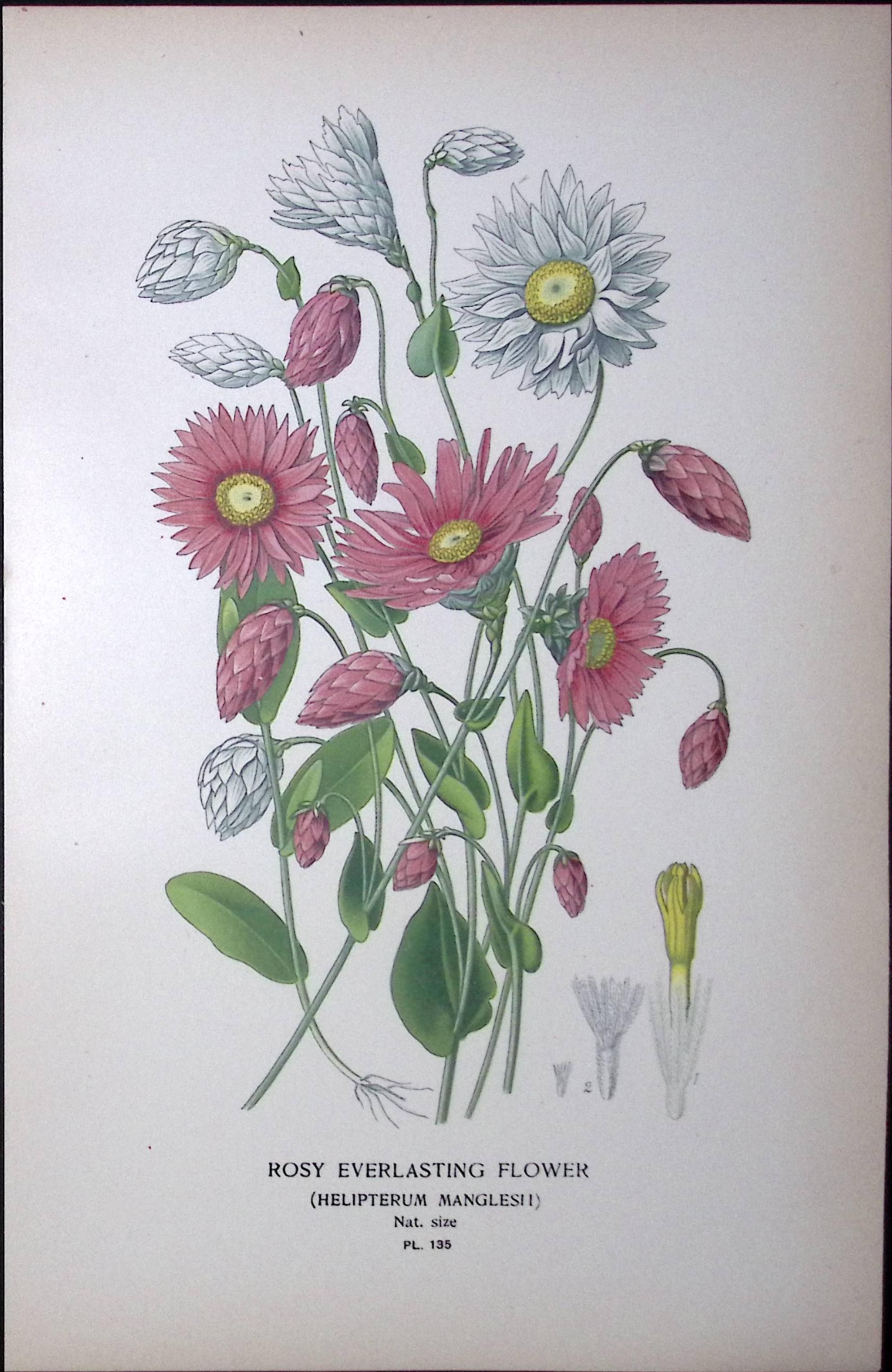 Rosy Everlasting Flower Edward Step Rare Antique Botanical Book Plate-135