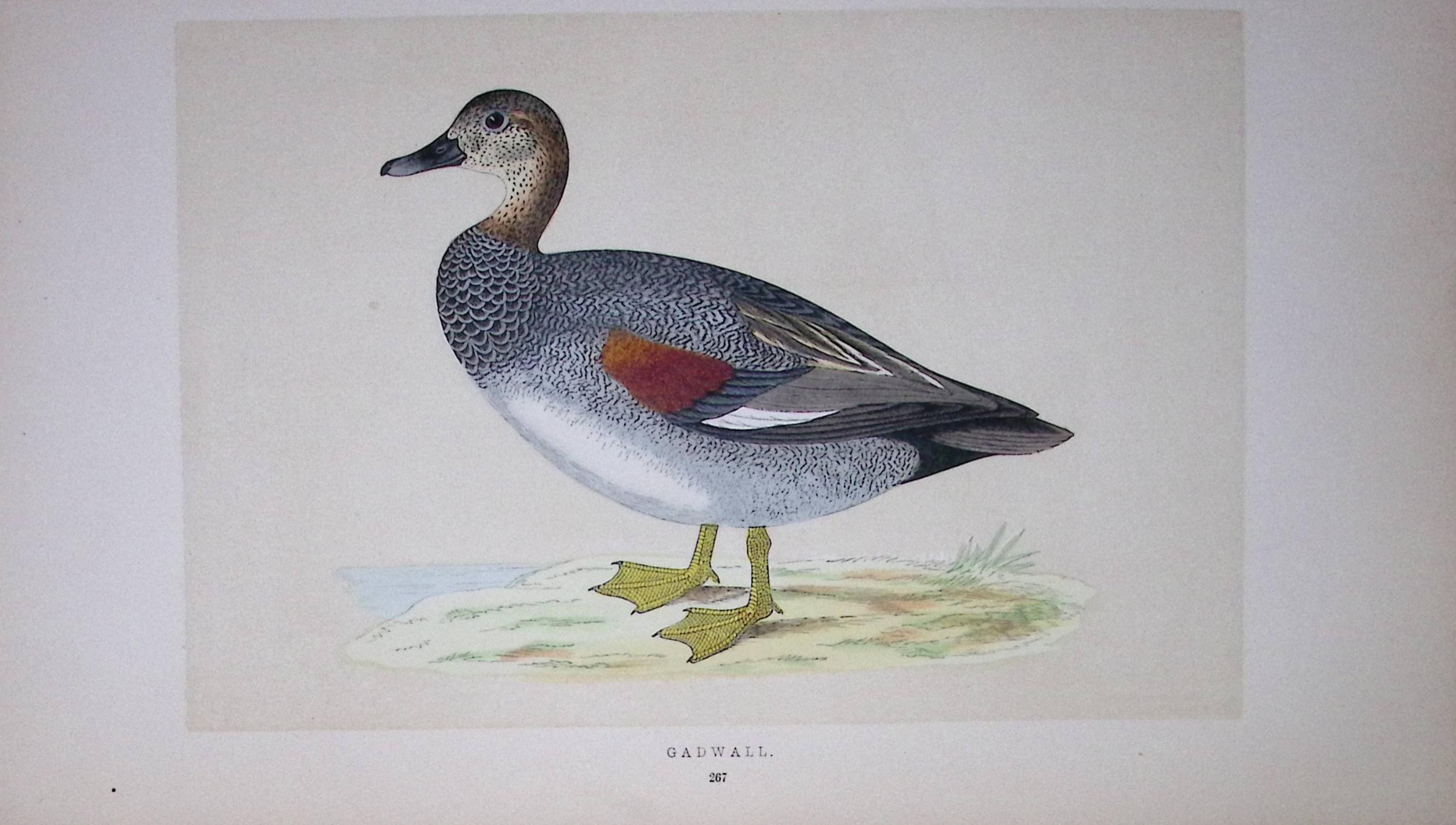 Gadwall Bird- Rev Morris First Edition Antique Woodblock Engraving-86