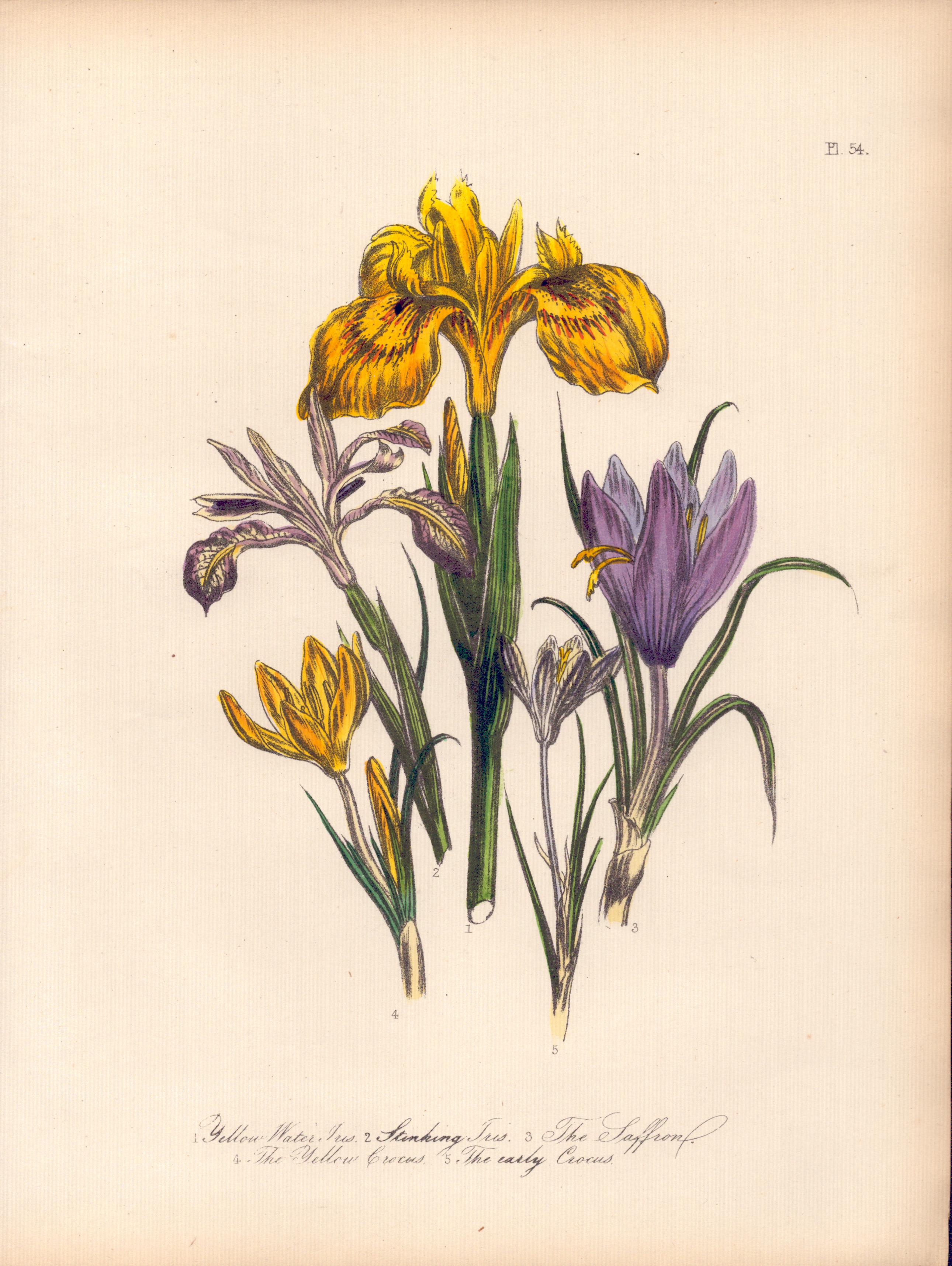 Rare 165-Yr-Old Antique Wildflower Gilt-Edged Illustration Jane Webb Loudon-54.