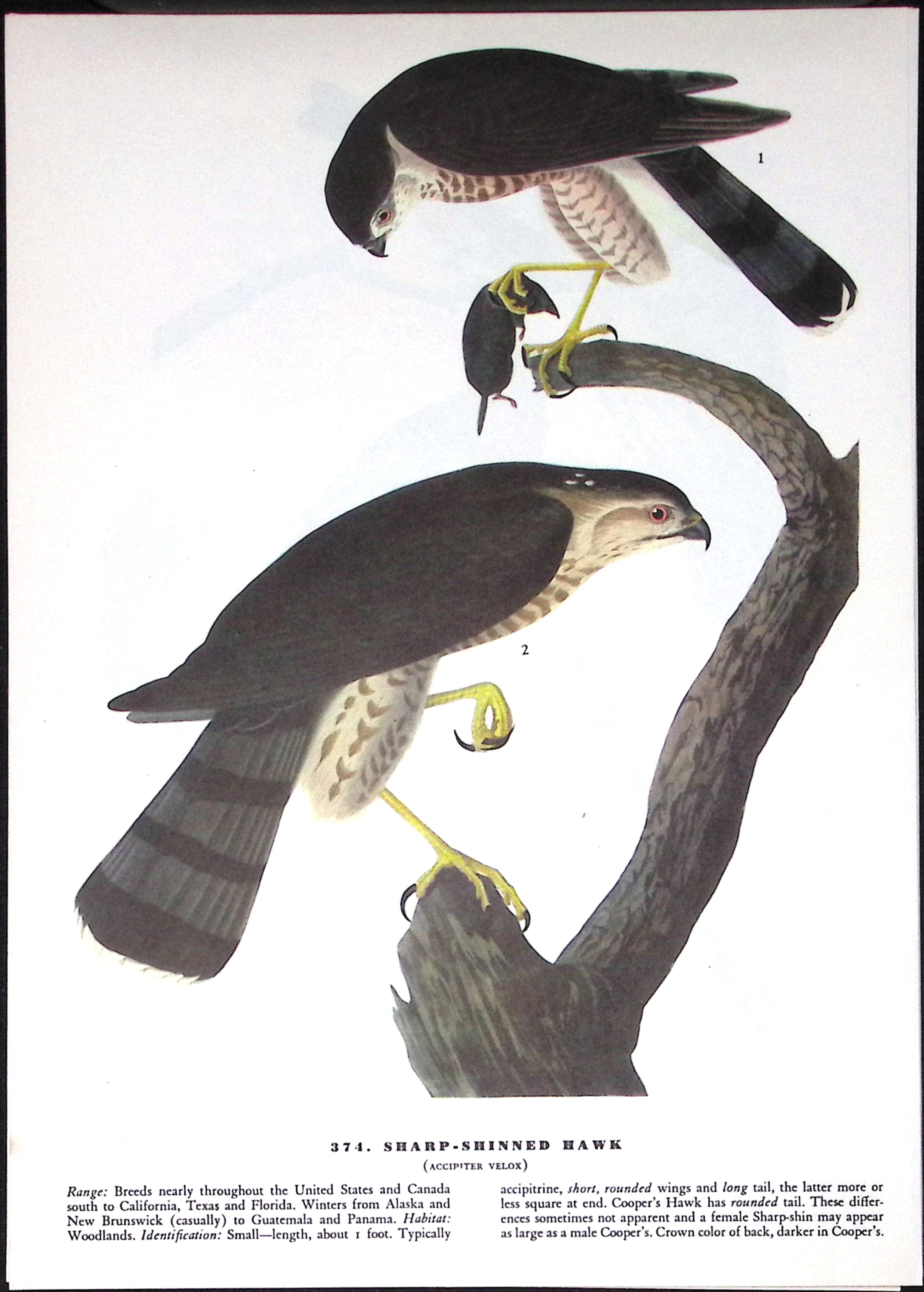 Job-Lot John James Audubon Birds of America 72-Year-Old Coloured Book Plates-25