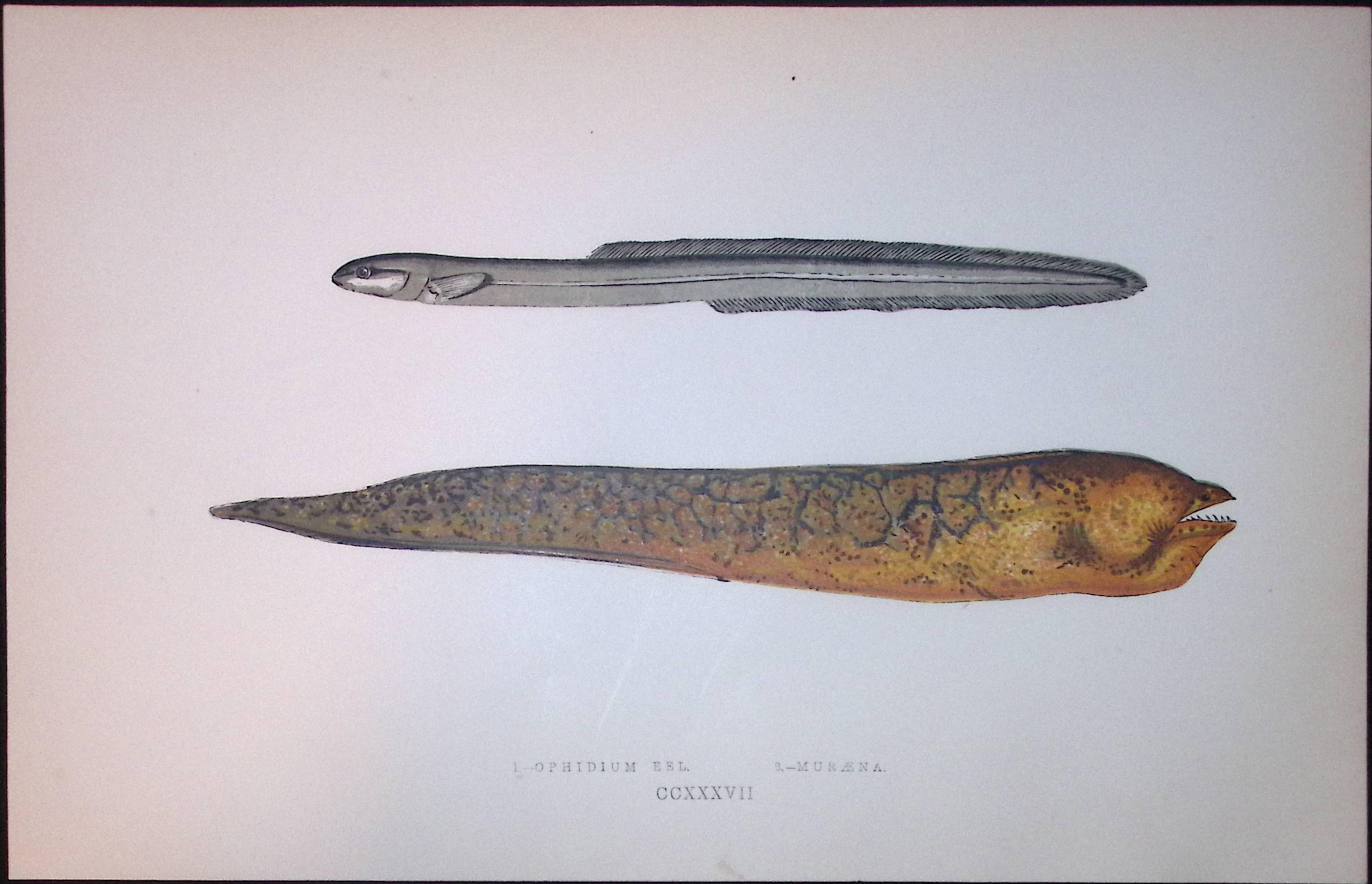Ophidium Eel Fish Scarce Antique 1877 J. Couch Woodblock Engraving-147