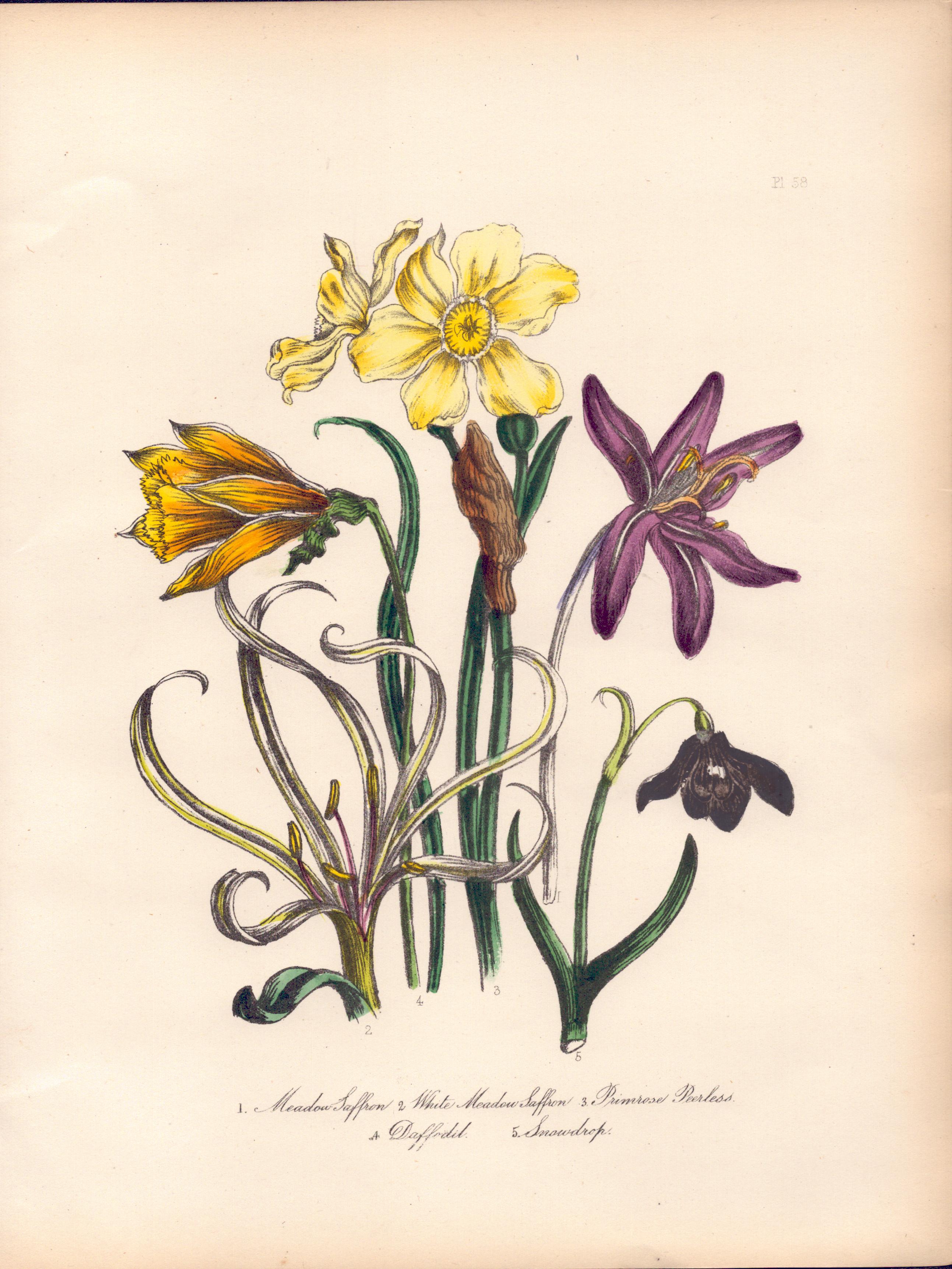 Rare 165-Yr-Old Antique Wildflower Gilt-Edged Illustration Jane Webb Loudon-58.