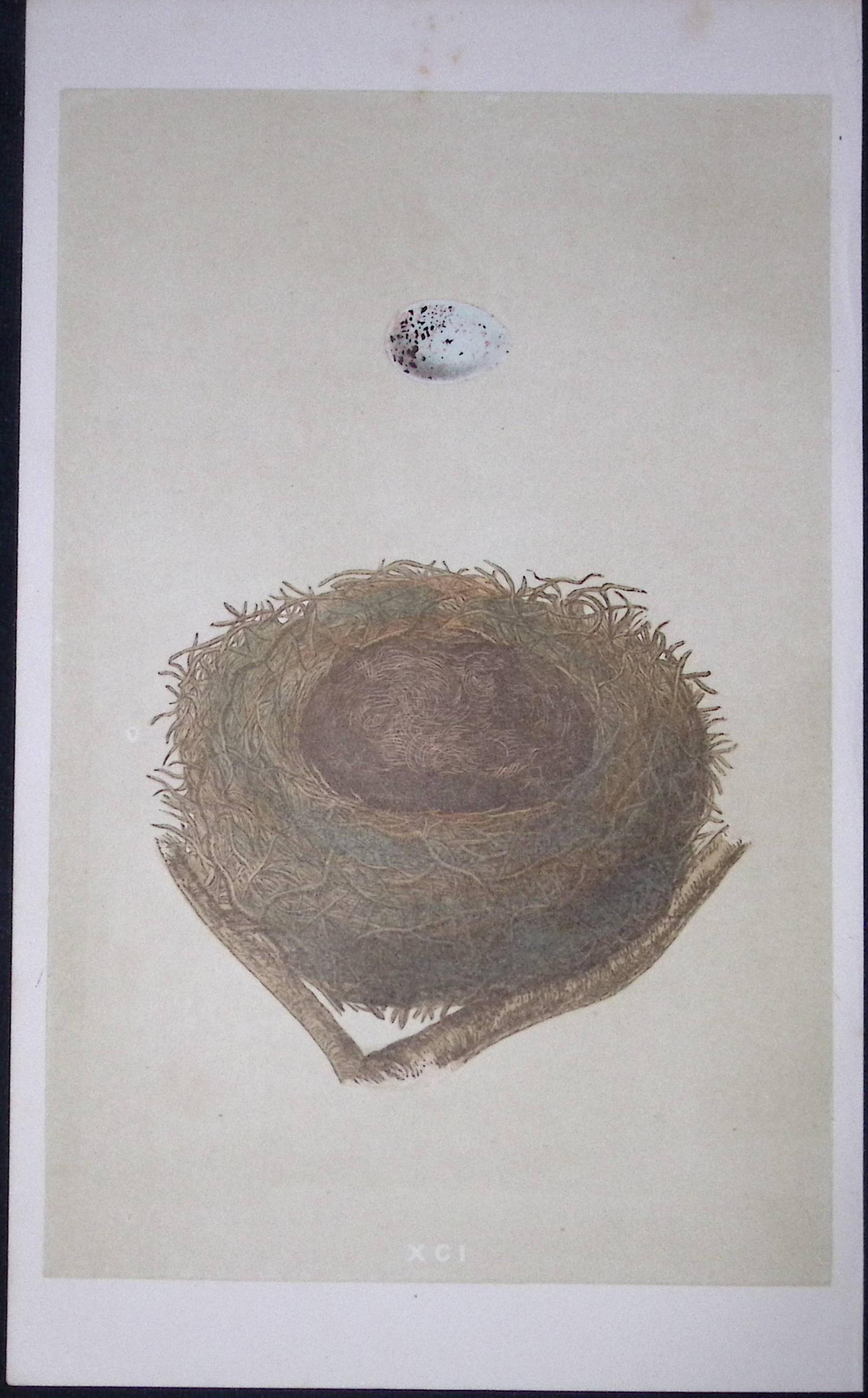 Rev Morris Bullfinch Bird Nest & Egg Antique Woodblock Engraving-15