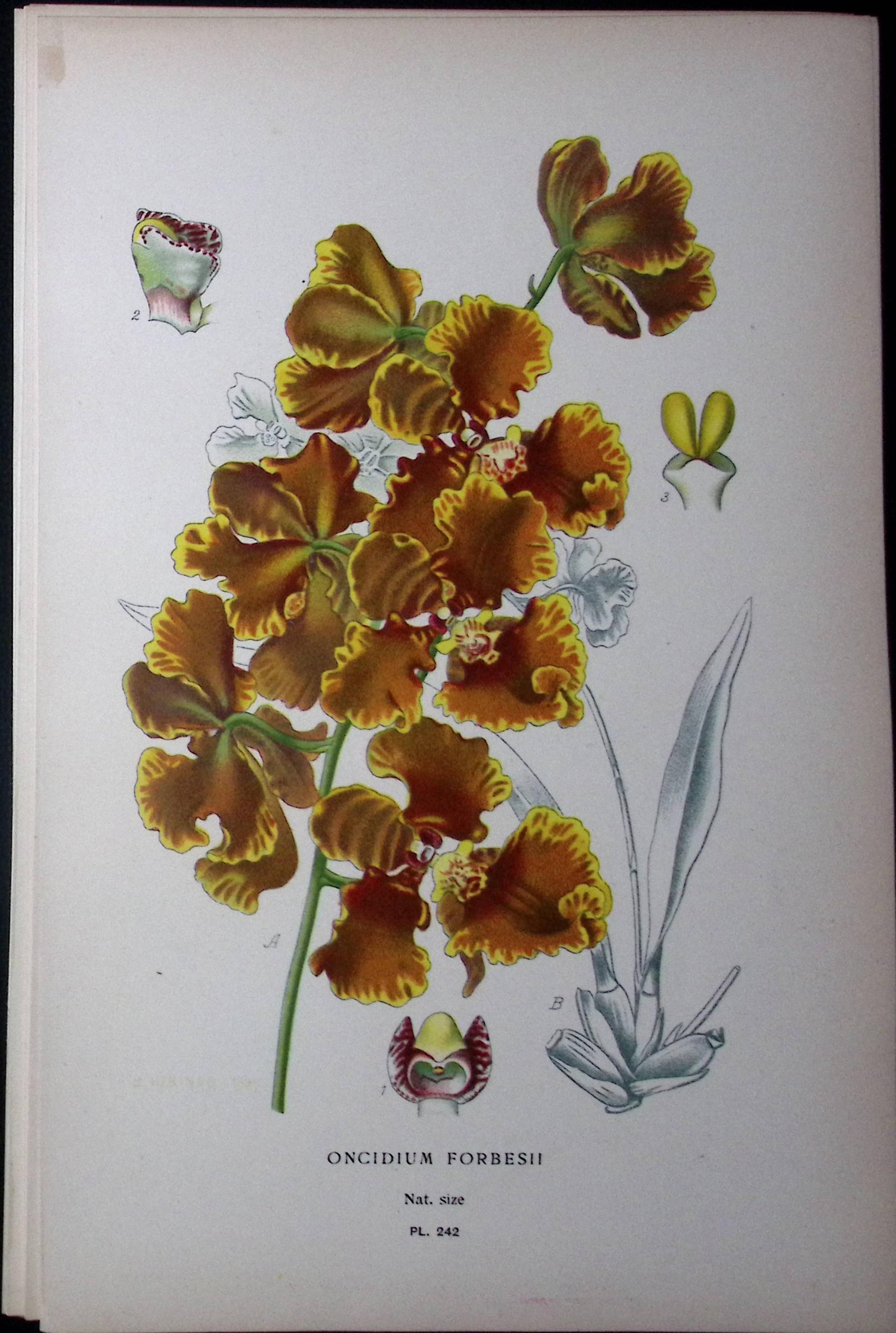 Forbes' Oncidium Orchid Edward Step Rare Antique Botanical Book Plate-242