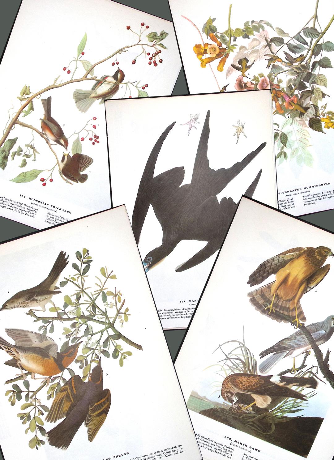 Job-Lot John James Audubon Birds of America 72-Year-Old Coloured Book Plates-9