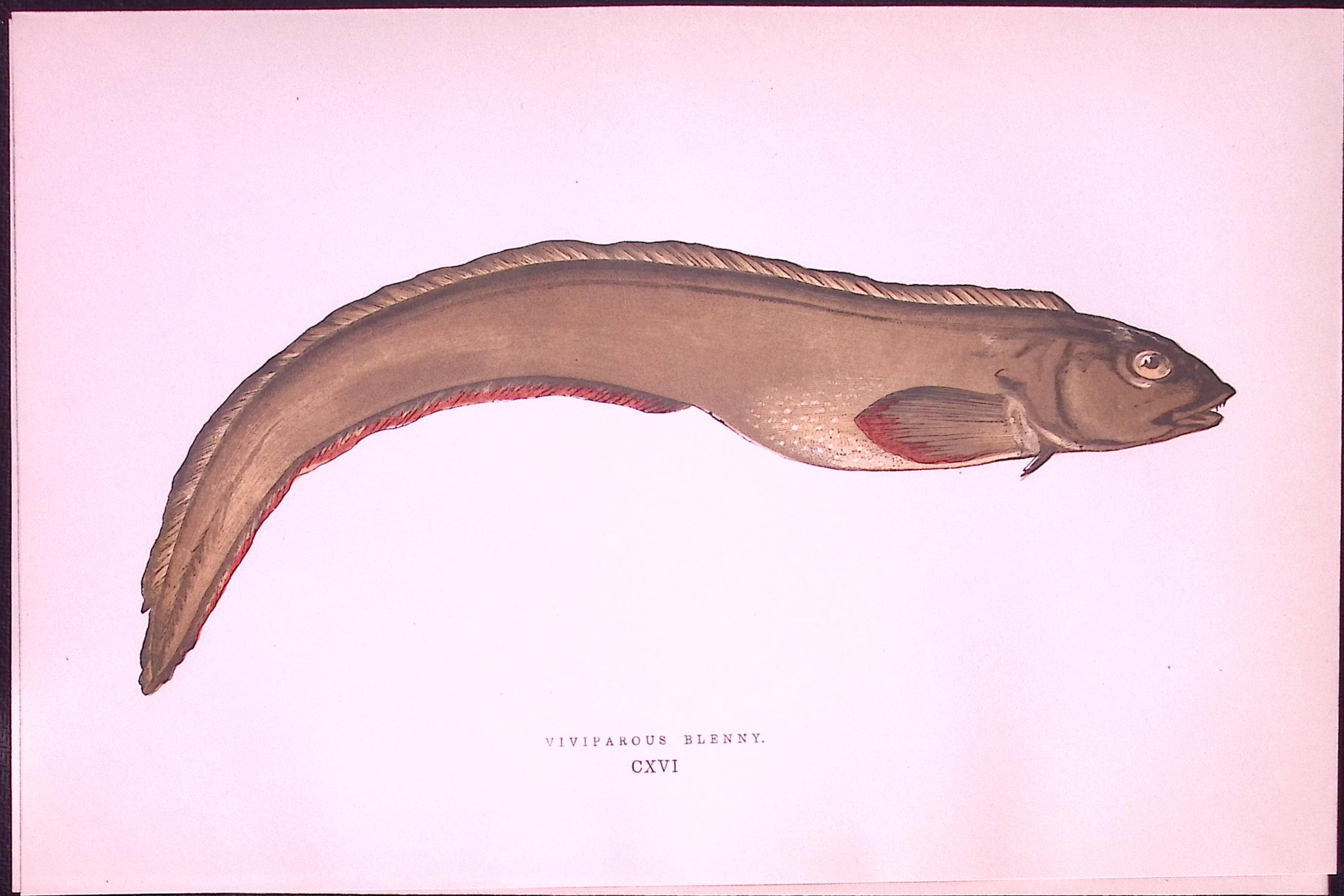 Viviparous Blenny Fish Antique 1877 J. Couch Woodblock Scarce Engraving-243