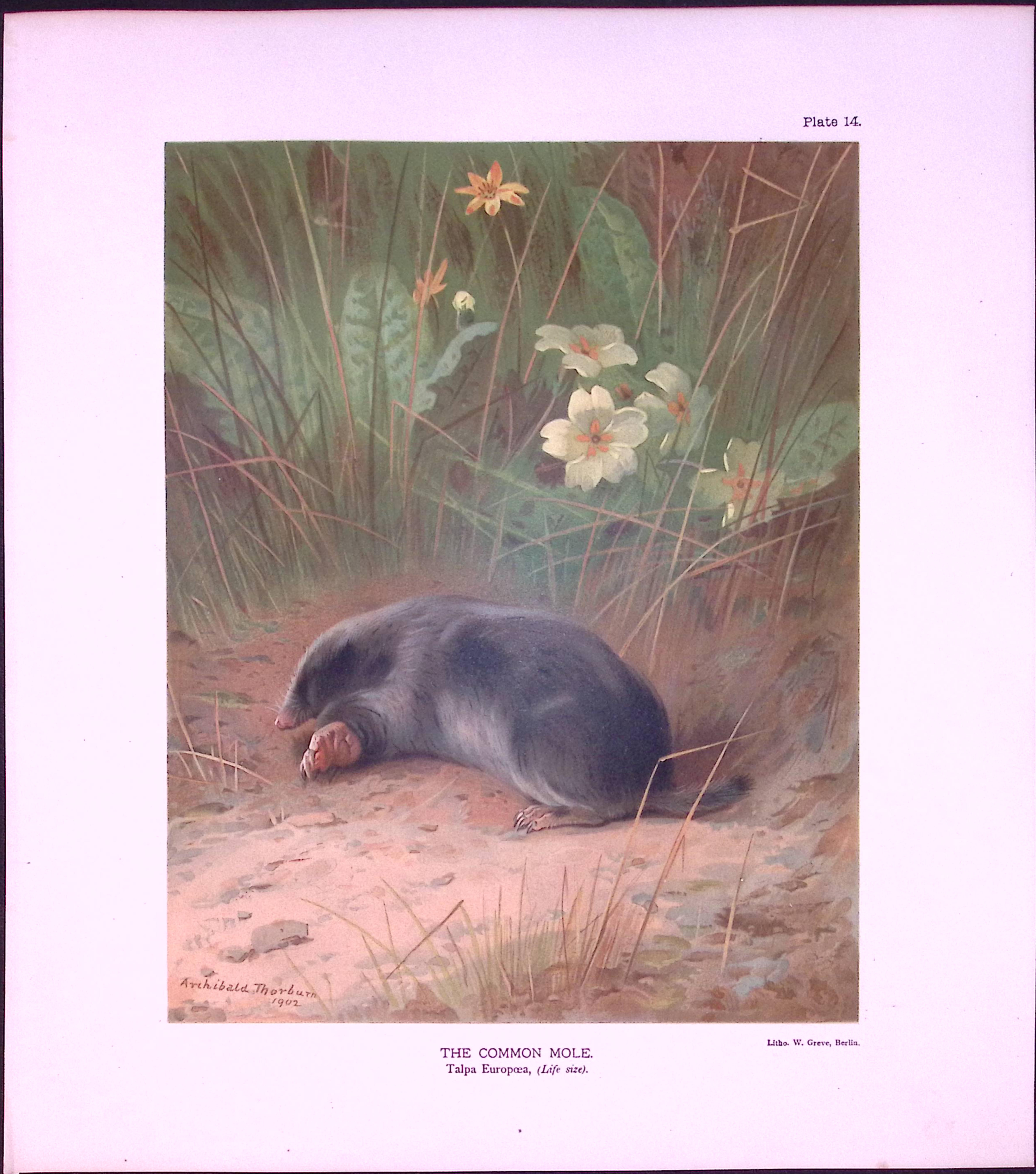 Job-Lot J.G. Millais Rare Limited-Edition Mole Family Species Antique Prints-22