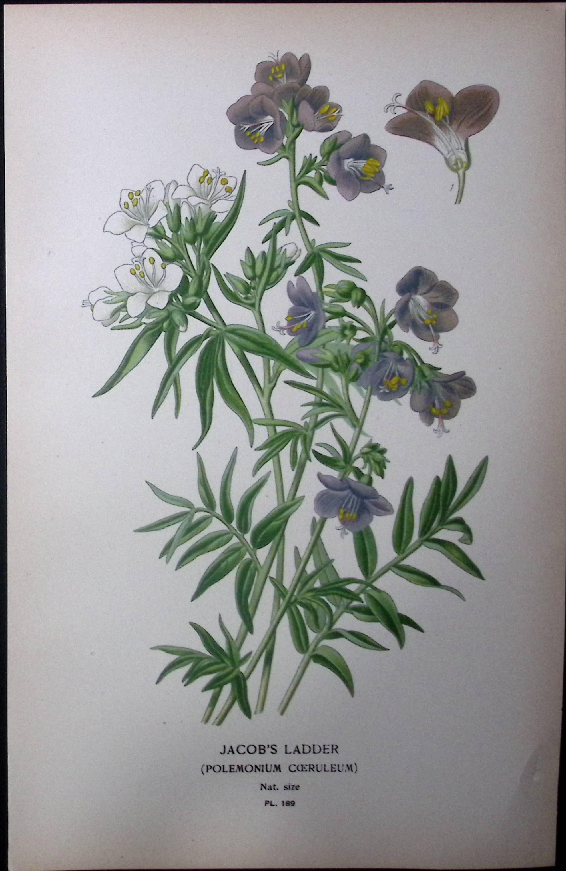 Jacob’s Ladder Edward Step Rare Antique Botanical Book Plate-189