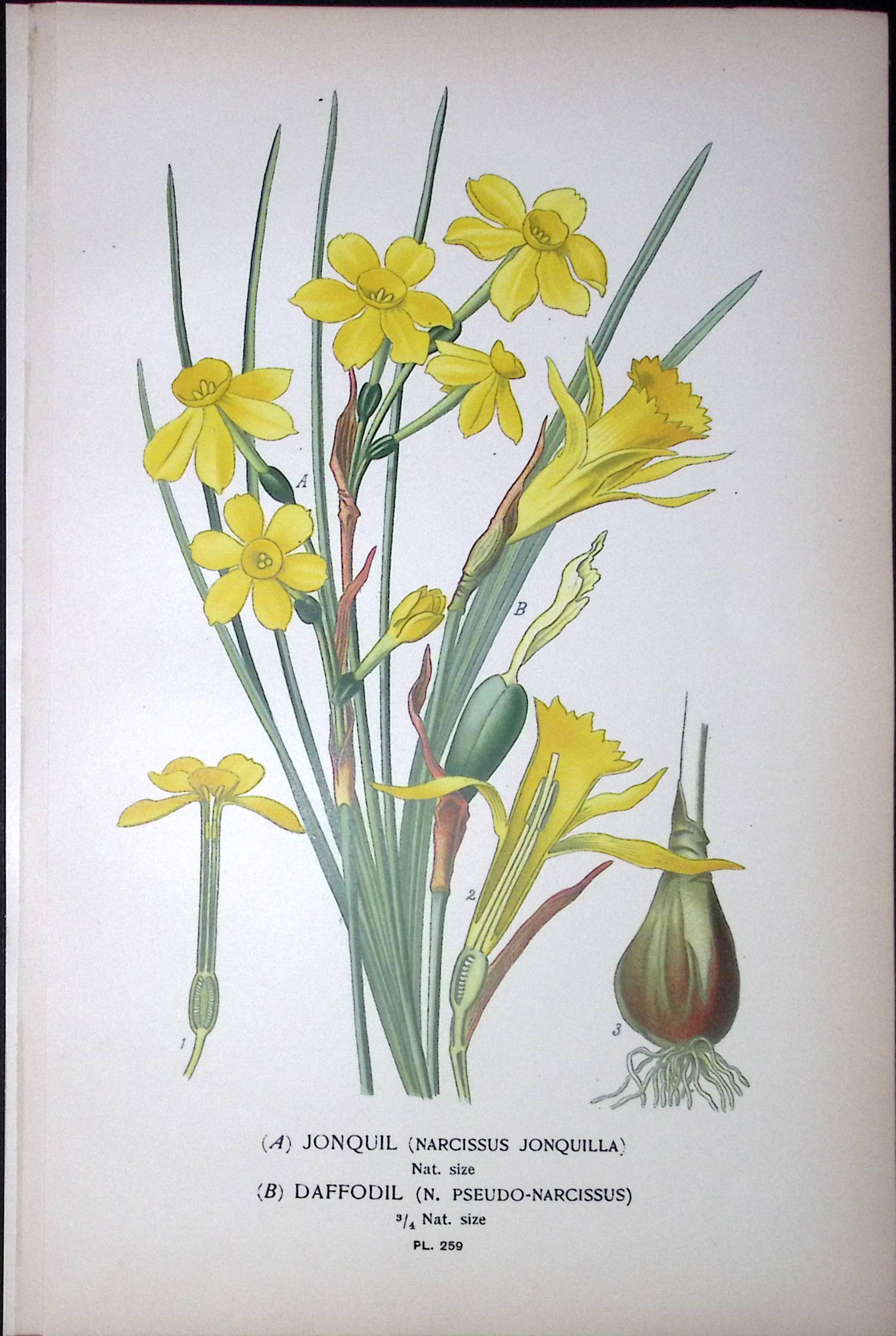 Jonquil Daffodil Edward Step Rare Antique Botanical Book Plate-259