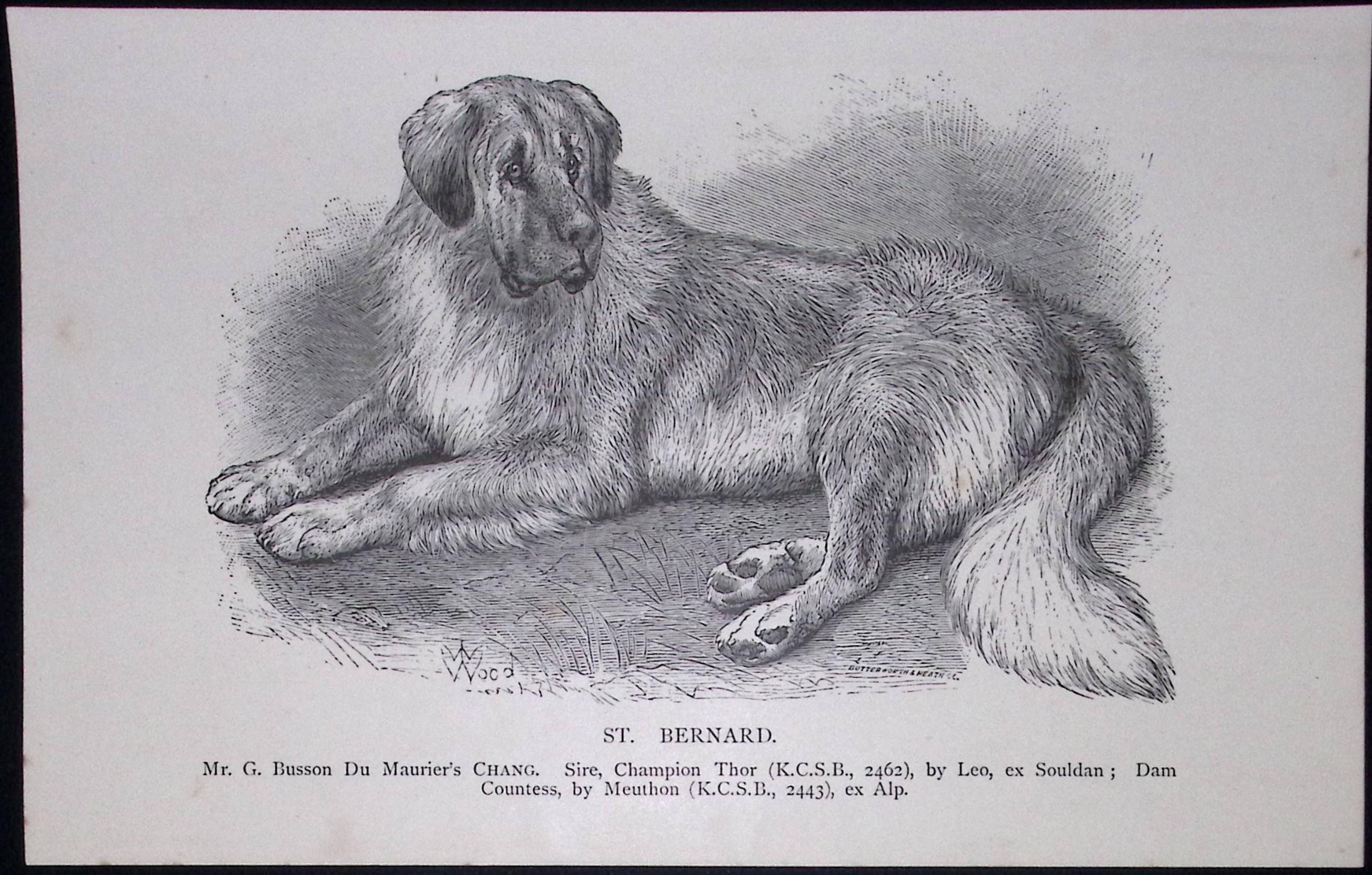 St Bernard British Dogs by Hugh Dalziel 1889 Antique Book Plate-45
