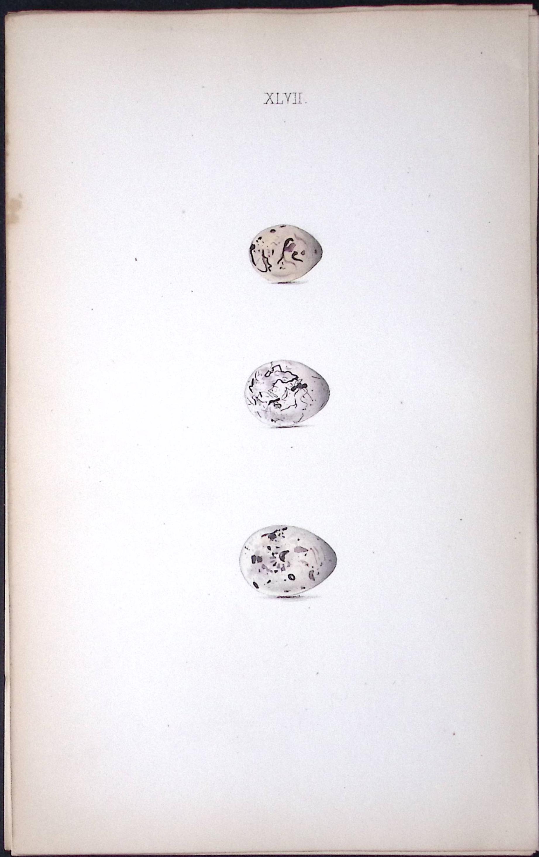 Black Headed Bunting William Hewitson Antique Nests & Eggs of British Birds Print-67