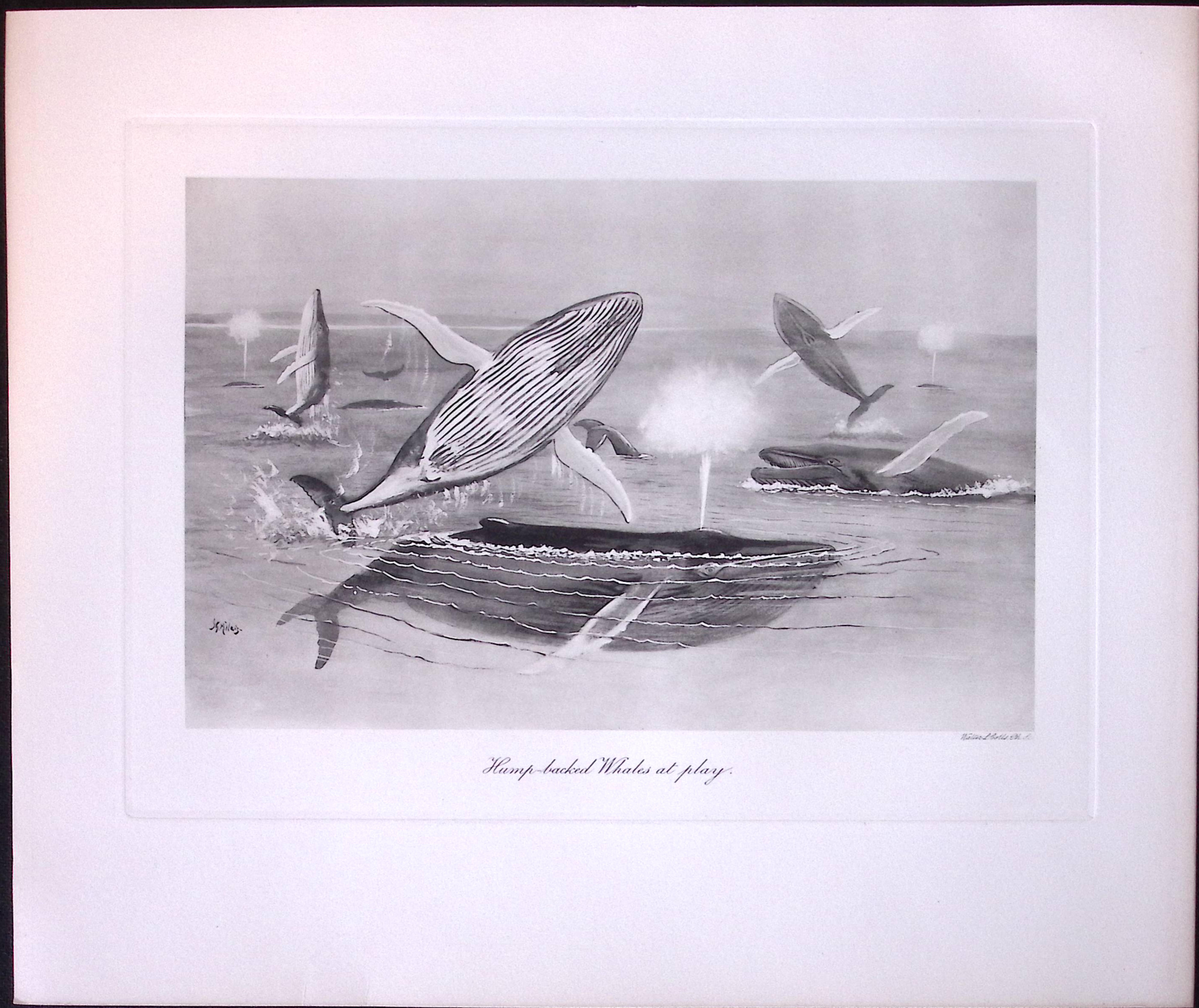 Job-Lot J.G. Millais Rare Limited-Edition Whales Family Species Antique Prints-9