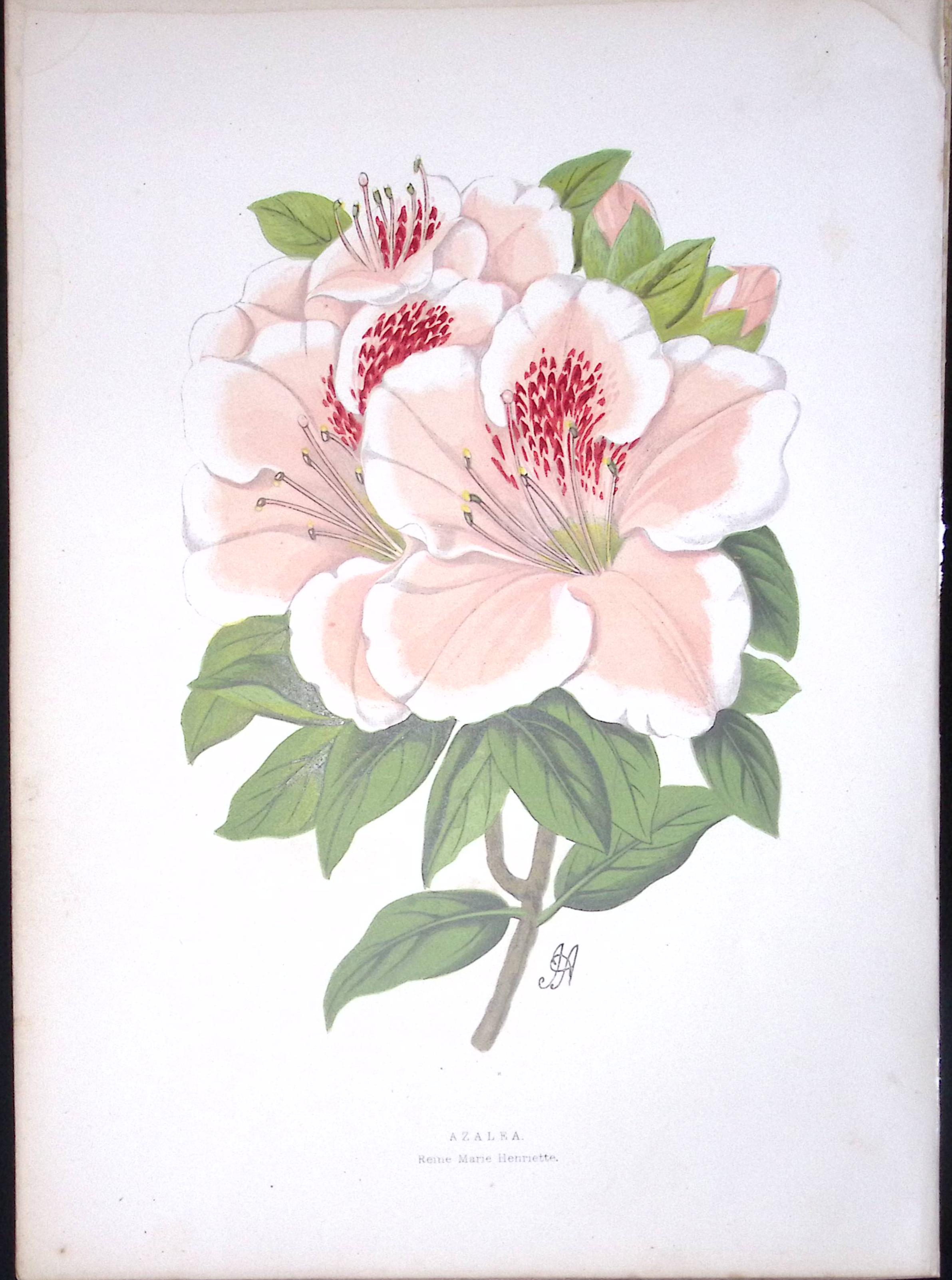 Azalea Flower Antique Shirley Hibbard Greenhouse Coloured Print-26