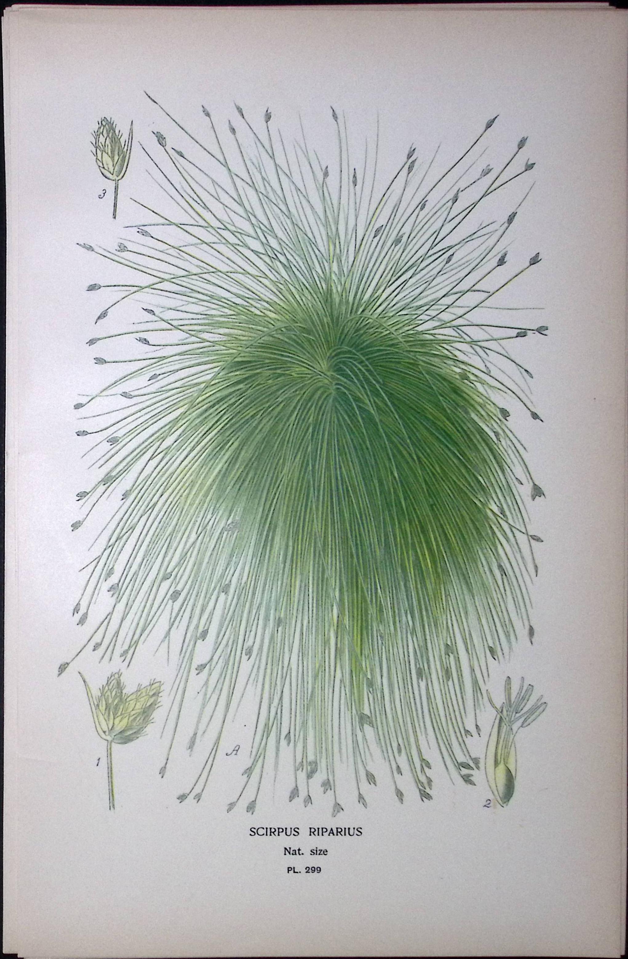 California Bulrush Edward Step Rare Antique Botanical Book Plate-299