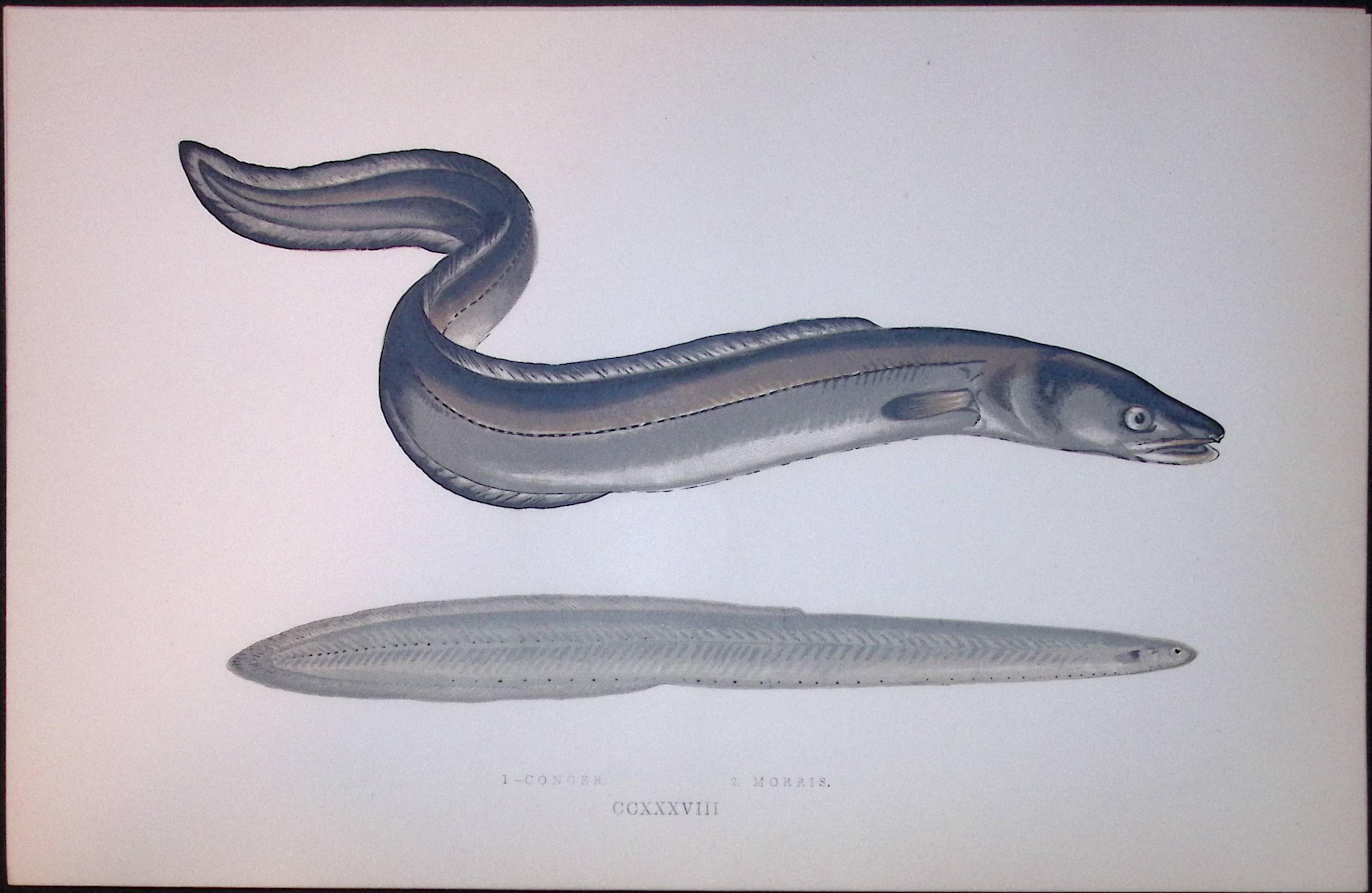 Conger & Morris Eel Fish Scarce Antique 1877 J. Couch Woodblock Engraving-148