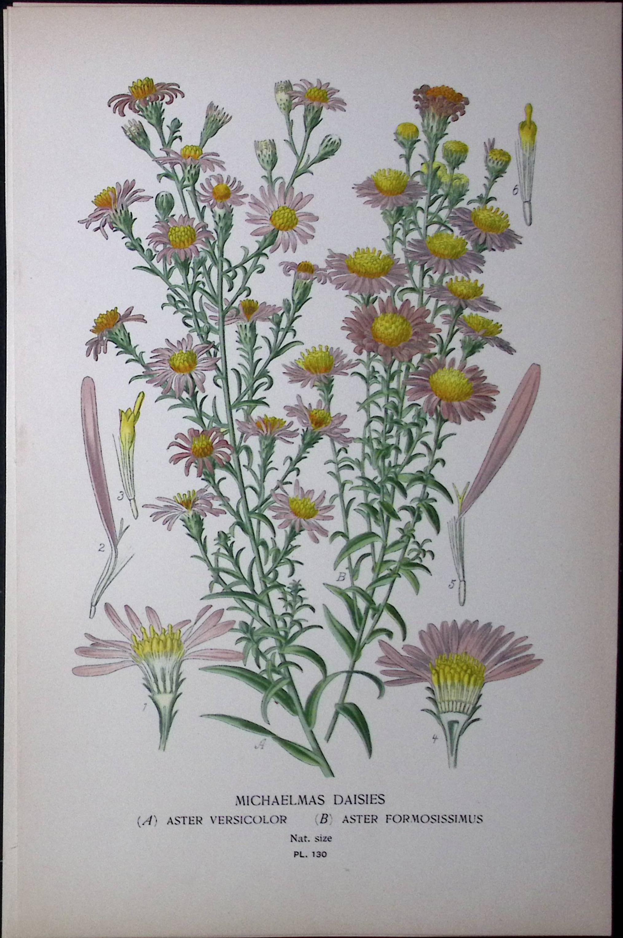 Michaelmas Daisies Edward Step Rare Antique Botanical Book Plate-130