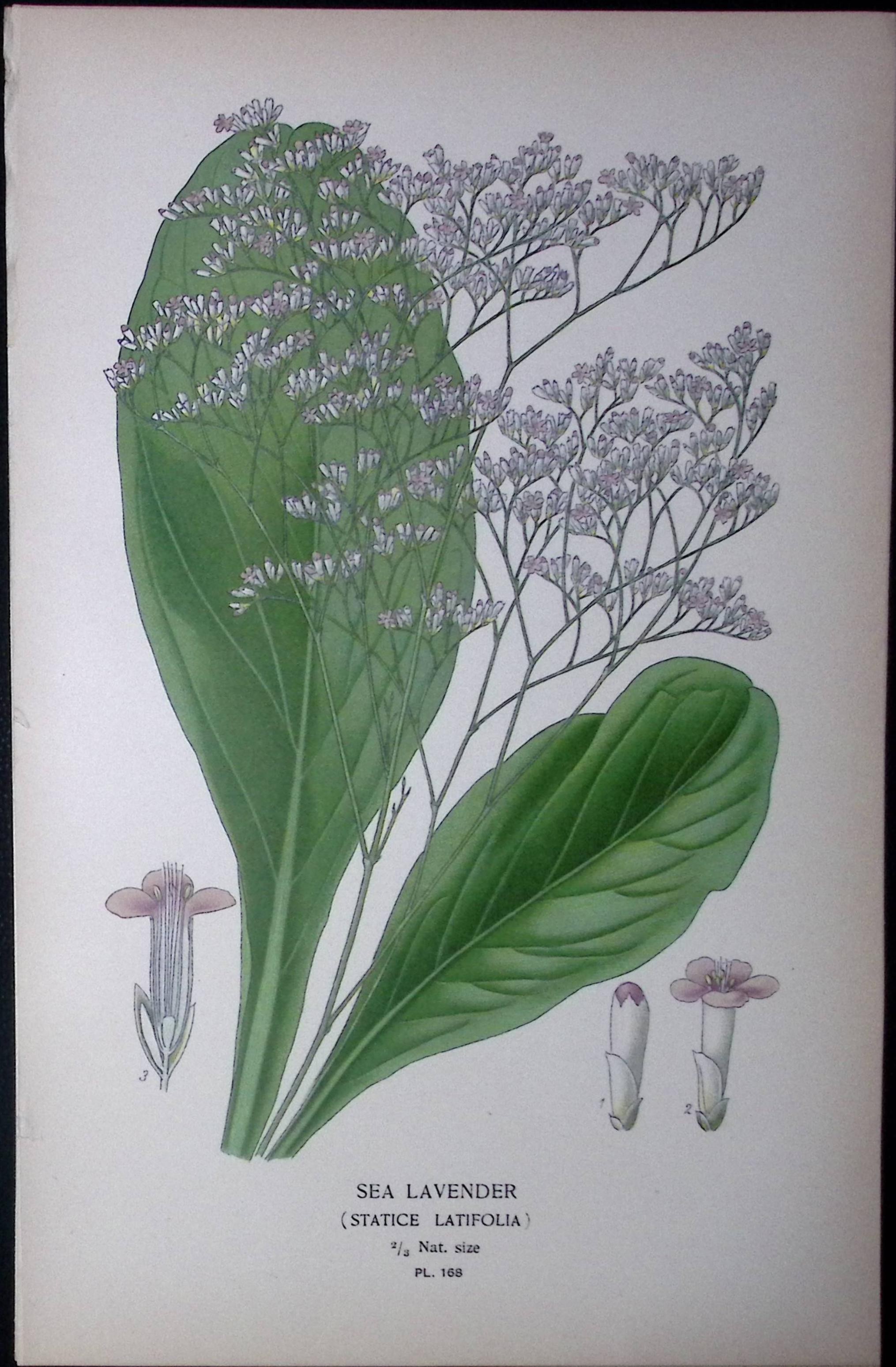 Sea Lavender Edward Step Rare Antique Botanical Book Plate-168