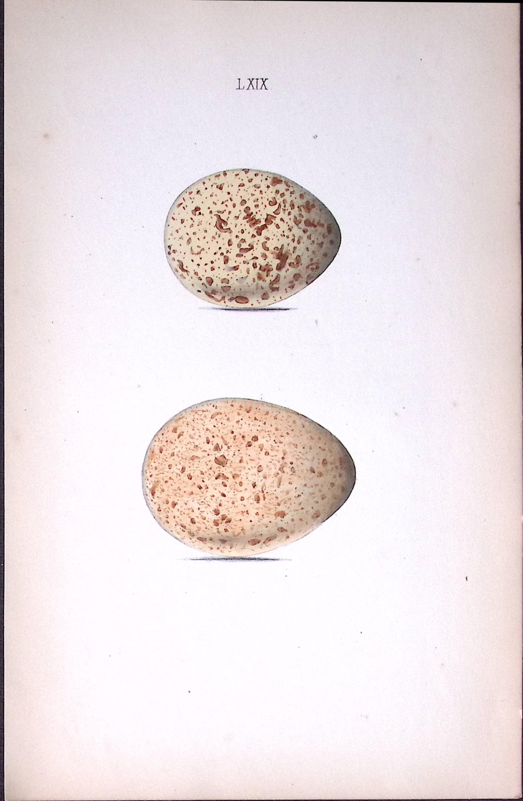 Black Grouse -William Hewitson Antique Nests & Eggs of British Birds Print-48