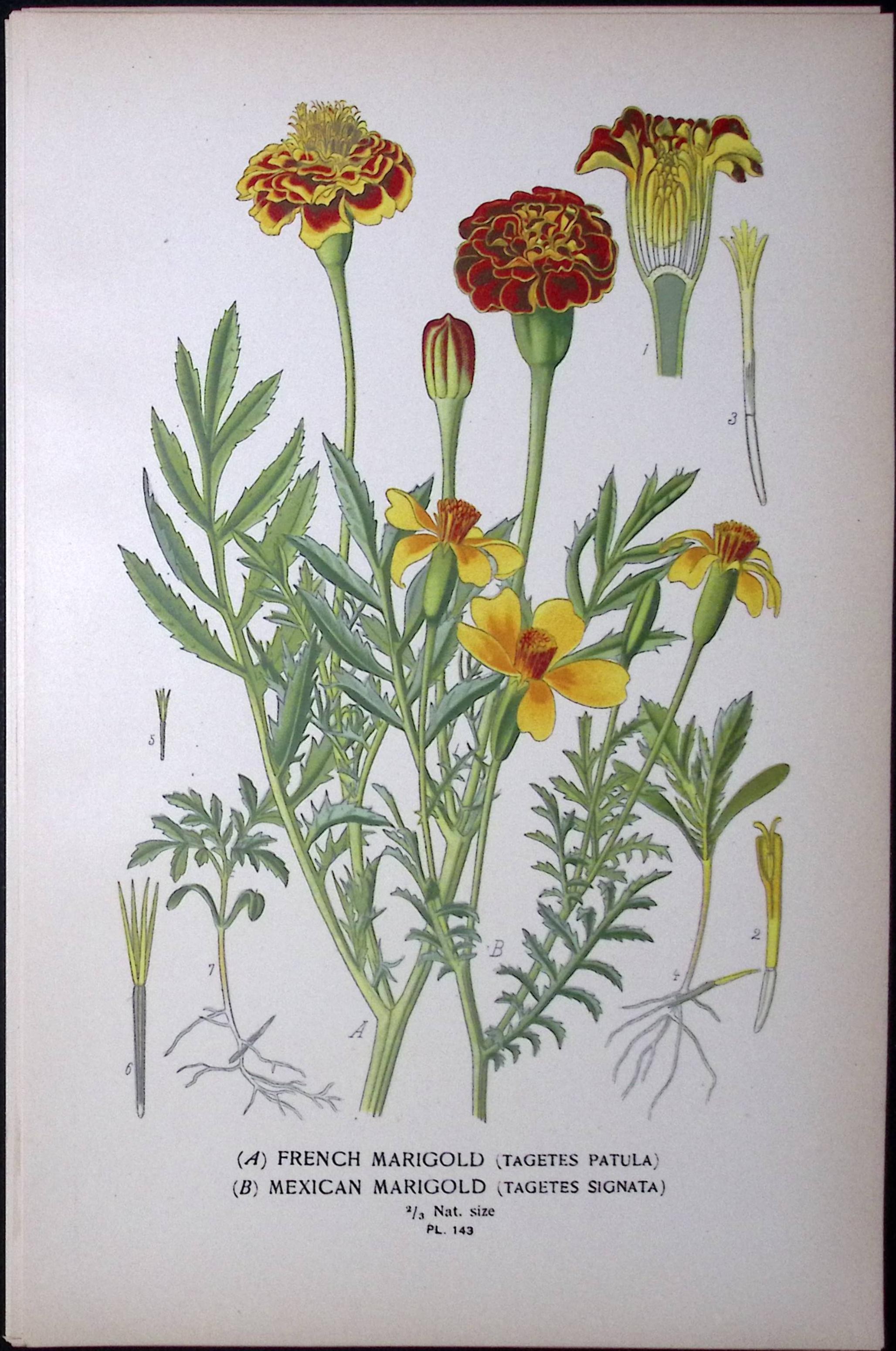 French & Mexican Marigold Edward Step Rare Antique Botanical Book Plate-143