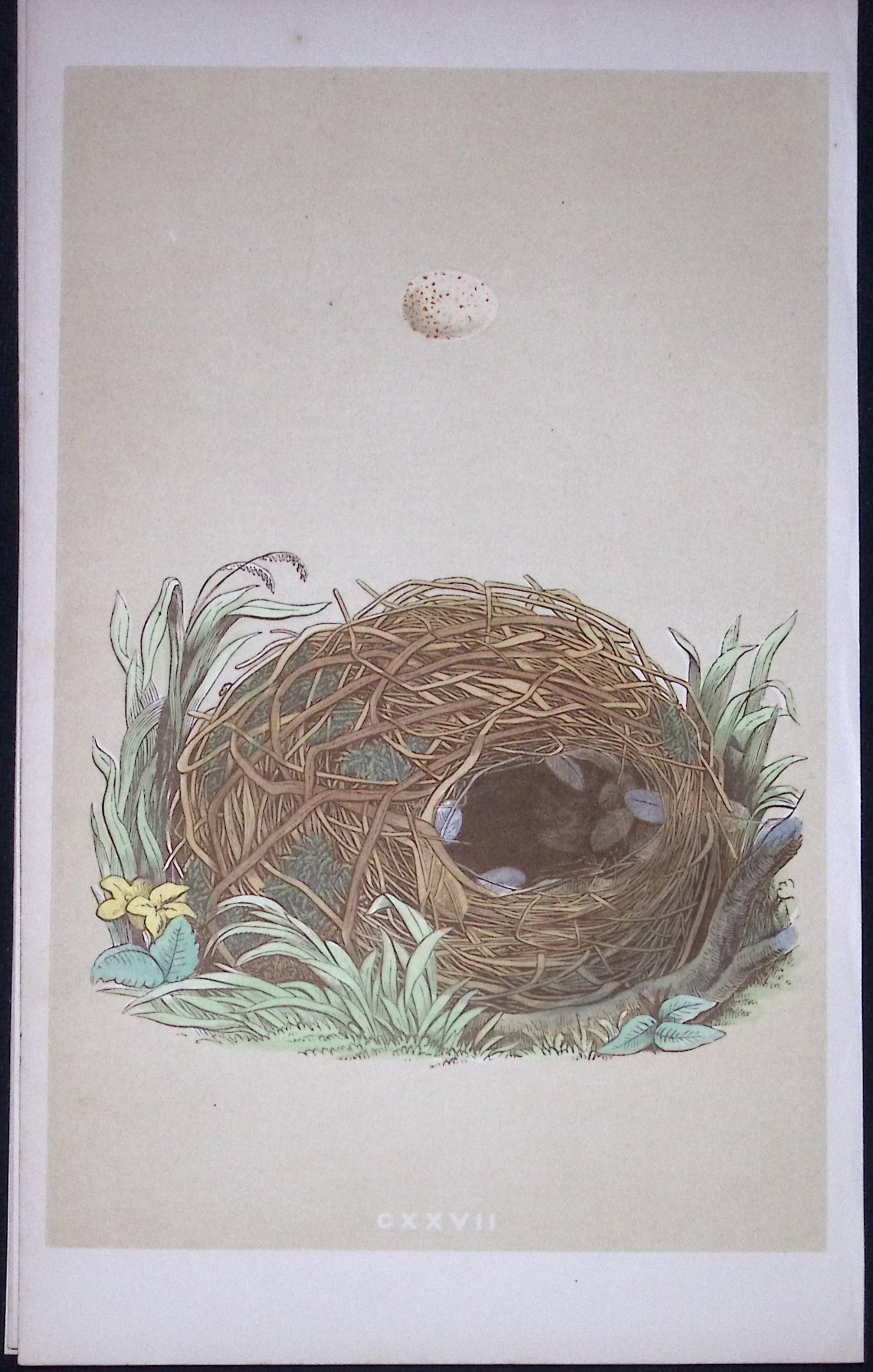 Rev Morris Willow Warbler Bird Nest & Egg Antique Woodblock Engraving-65