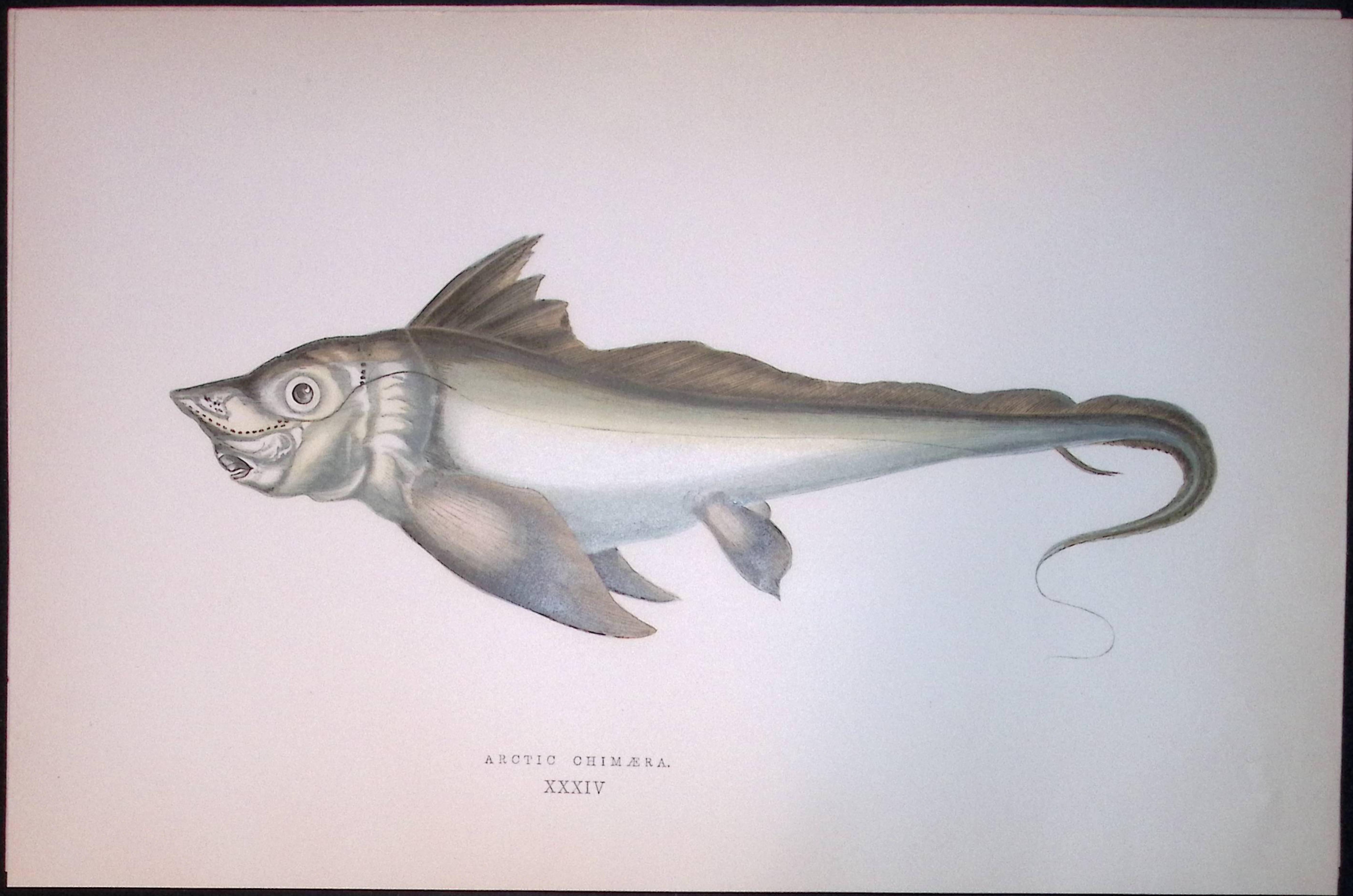 Artic Chimera Fish Scarce Antique 1877 J. Couch Woodblock Engraving-183